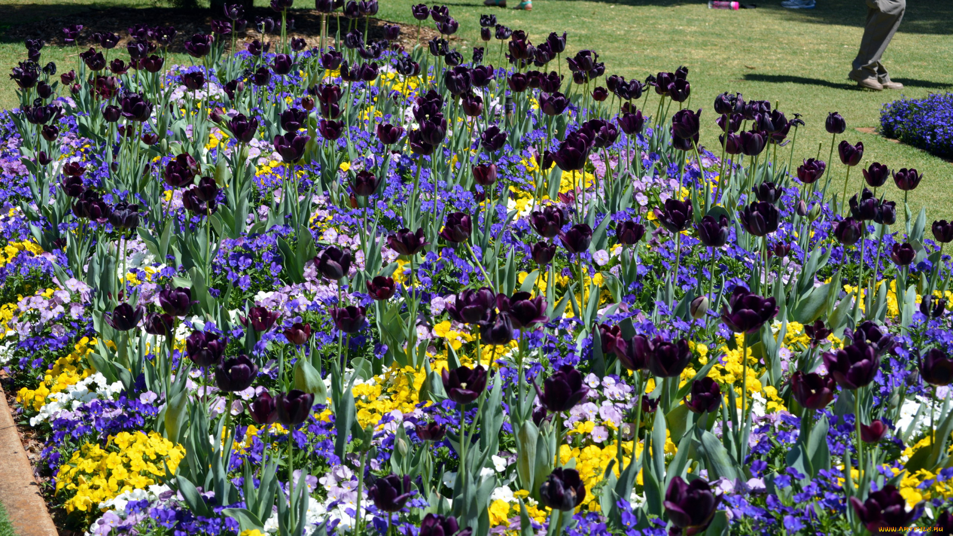 цветы, разные, вместе, клумба, тюльпаны, анютины, глазки