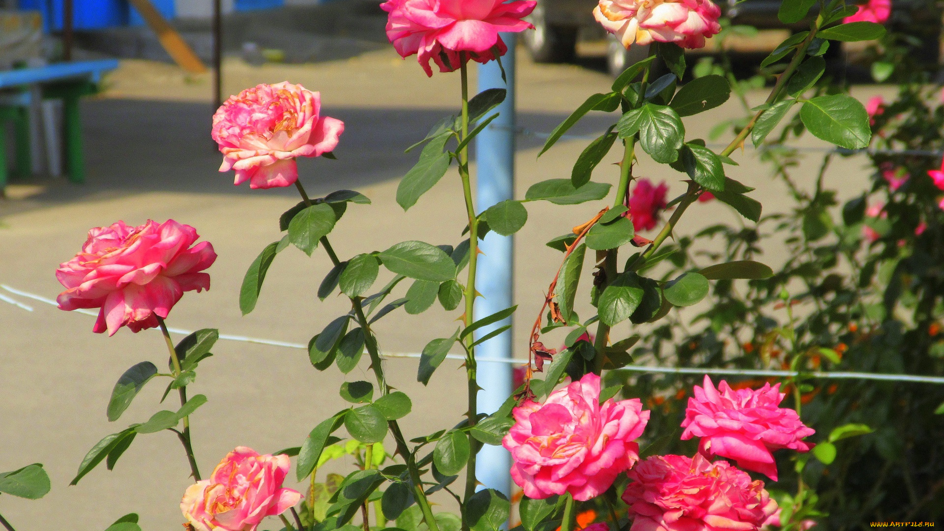 цветы, розы