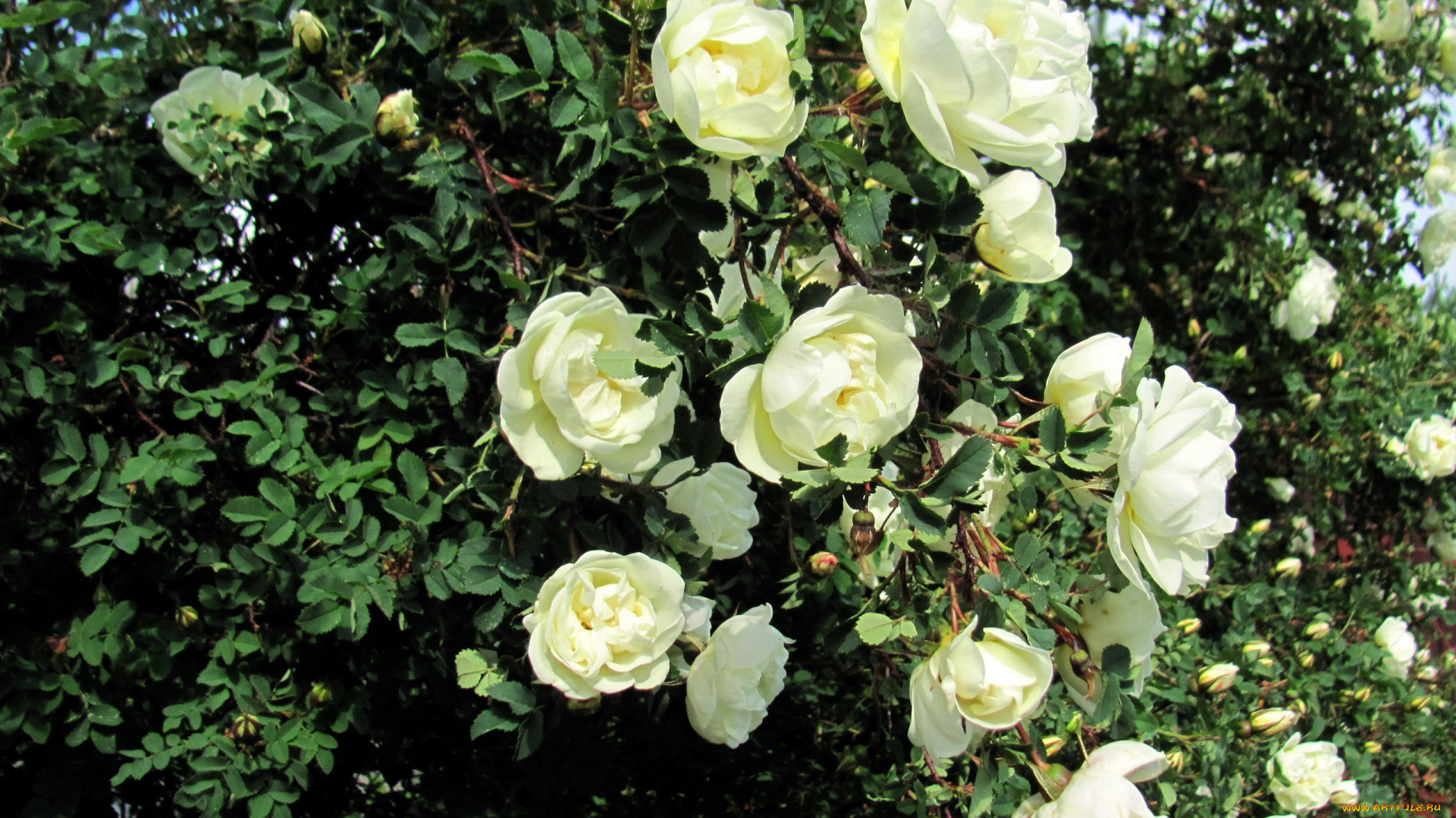 цветы, розы, белый