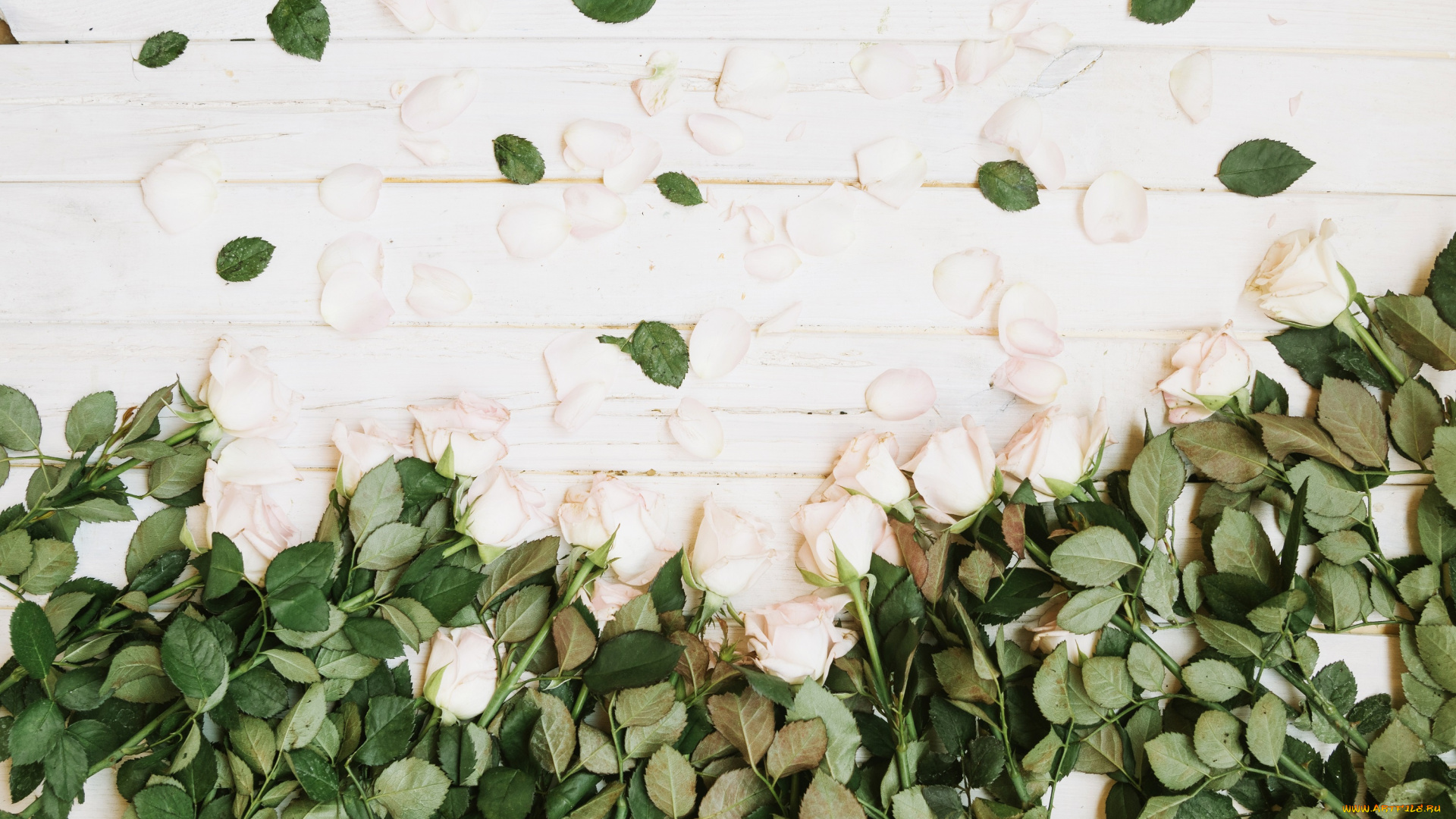 цветы, розы, бутоны, листики, лепестки