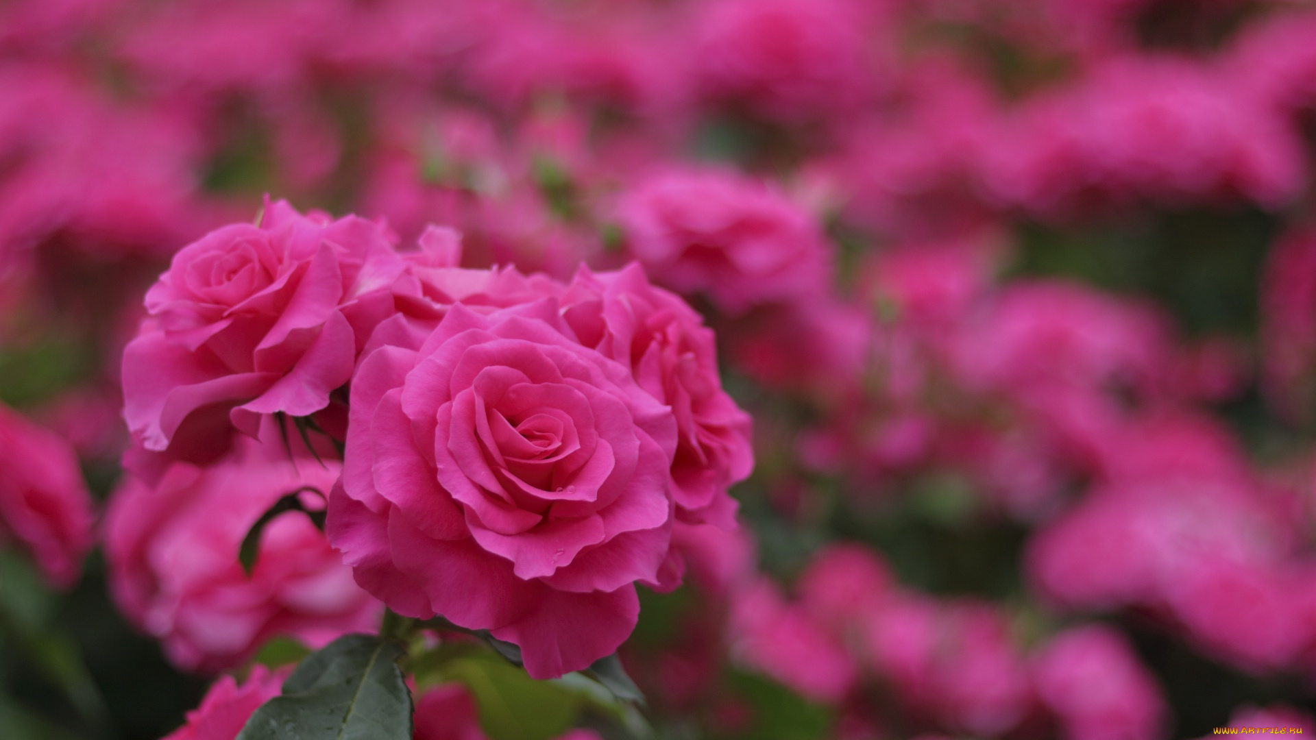 цветы, розы, цветение, бутоны, розовые