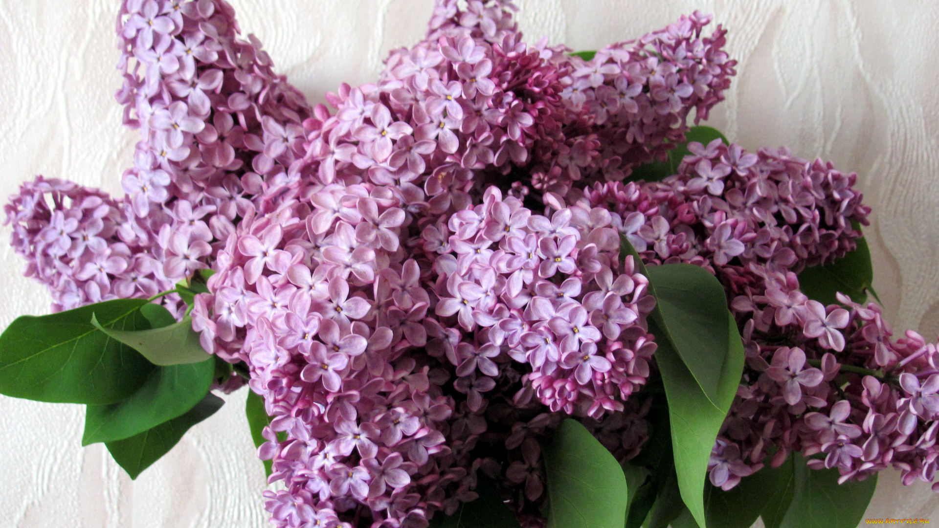 цветы, сирень, букет