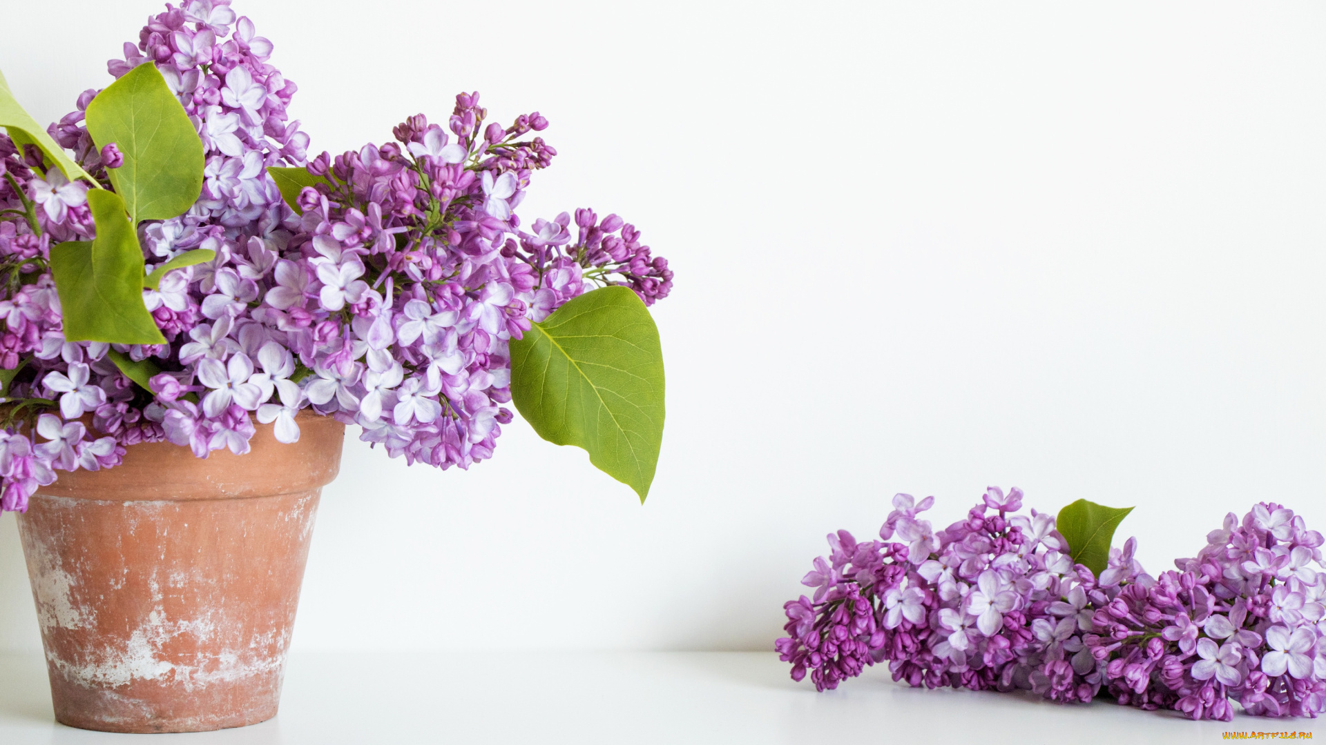 цветы, сирень, букет, горшок