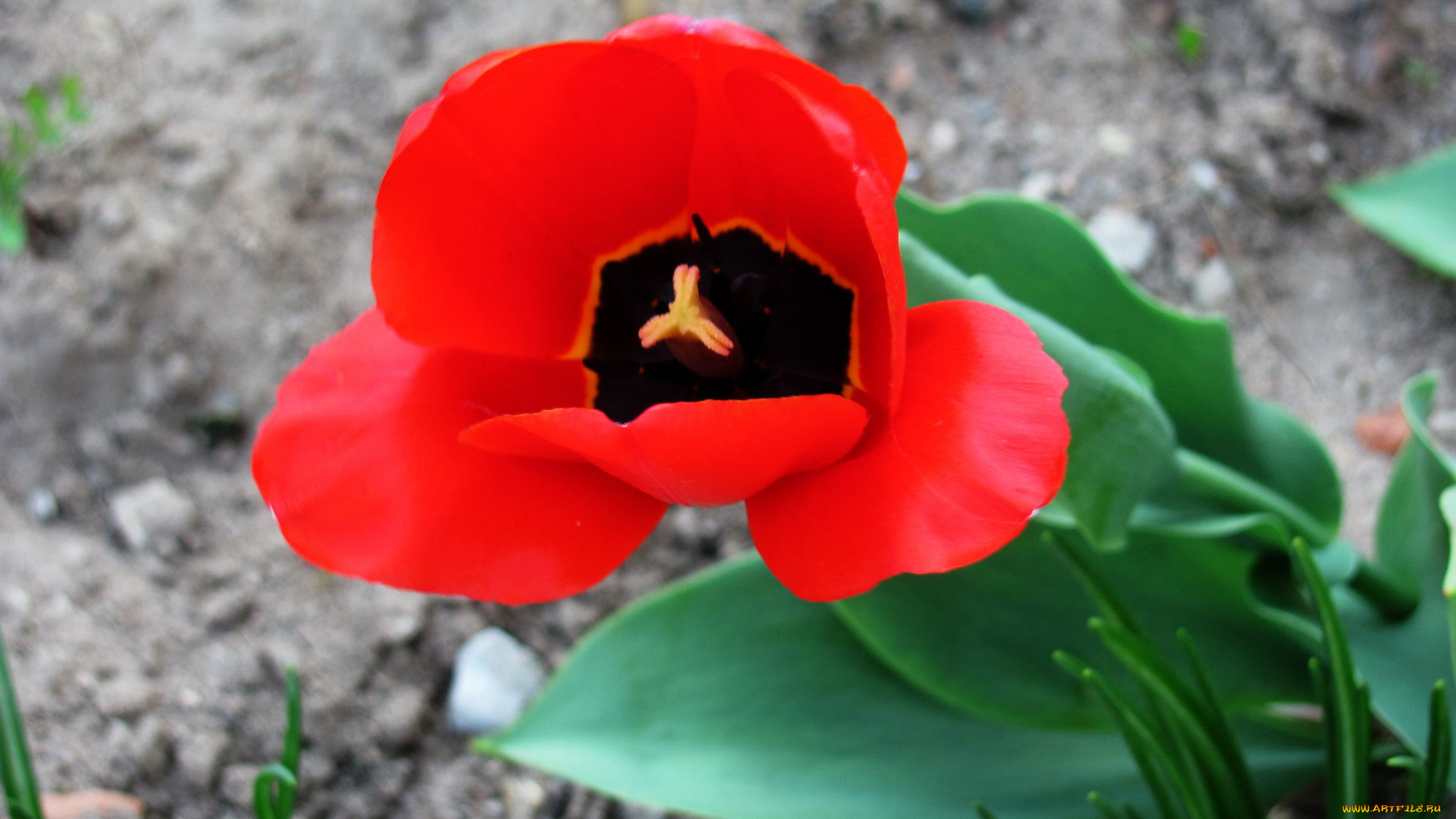 цветы, тюльпаны, макро