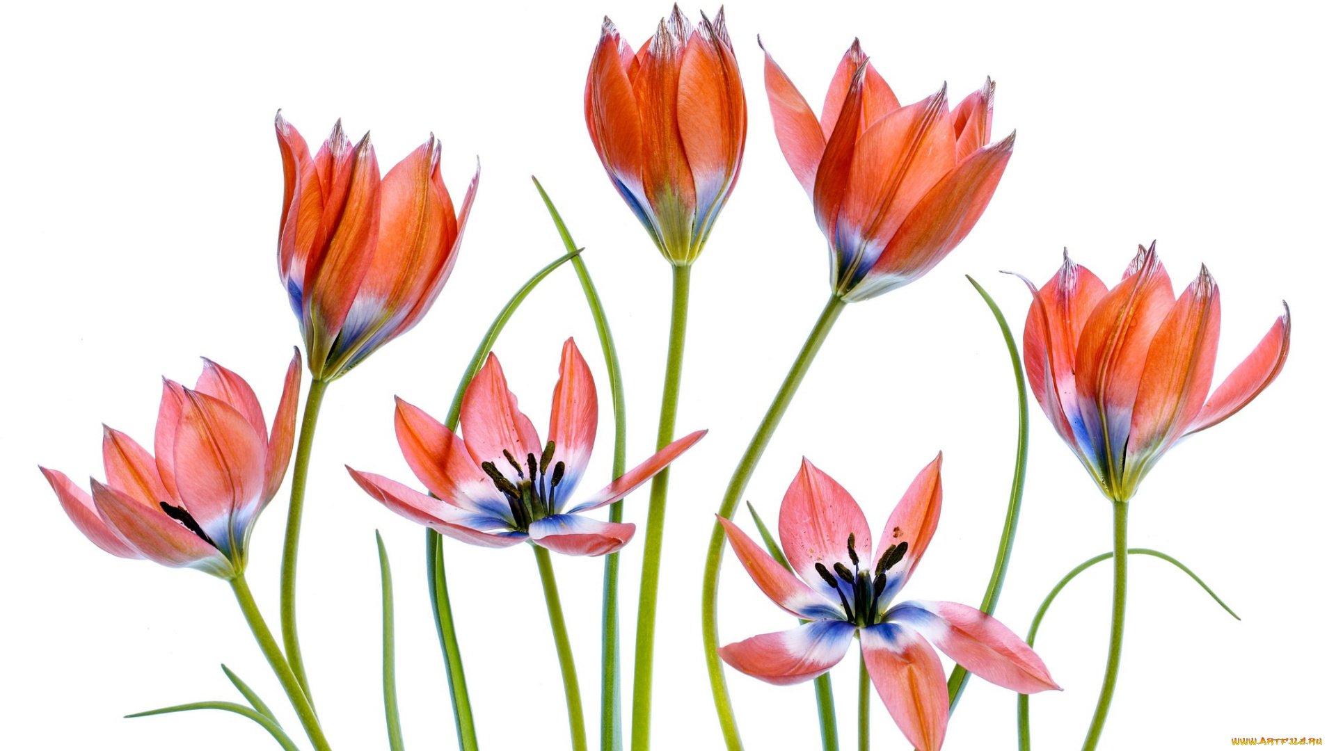 цветы, тюльпаны, светлый, фон