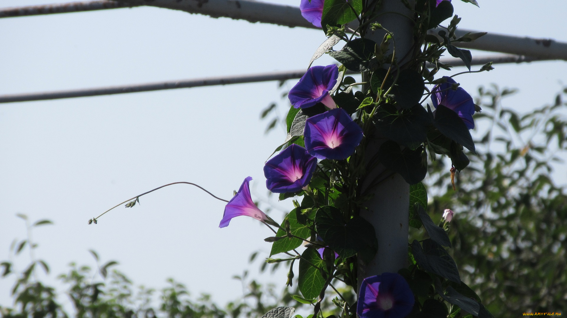 цветы, вьюнки, , ипомеи, вьюнок
