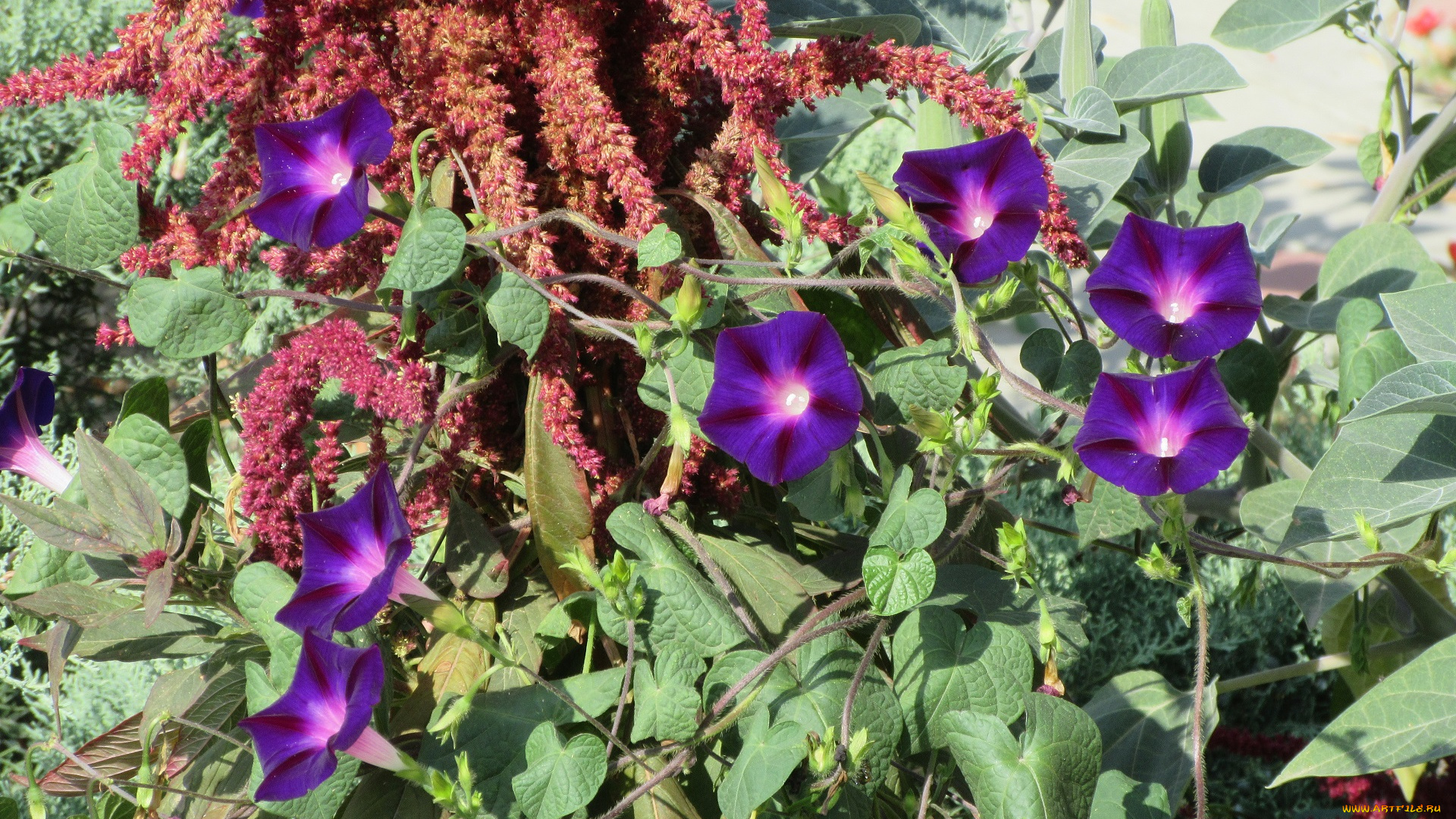 цветы, вьюнки, , ипомеи, вьюнок