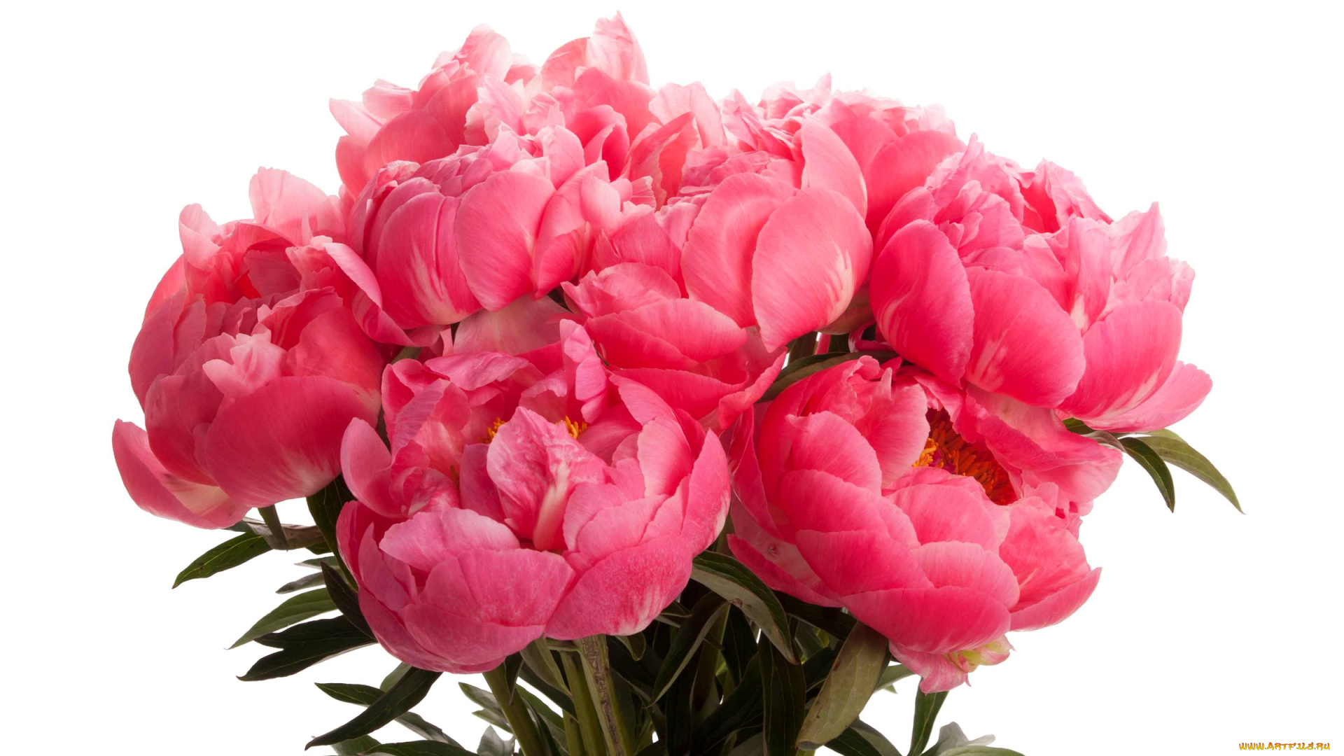 пионы, цветы, букет