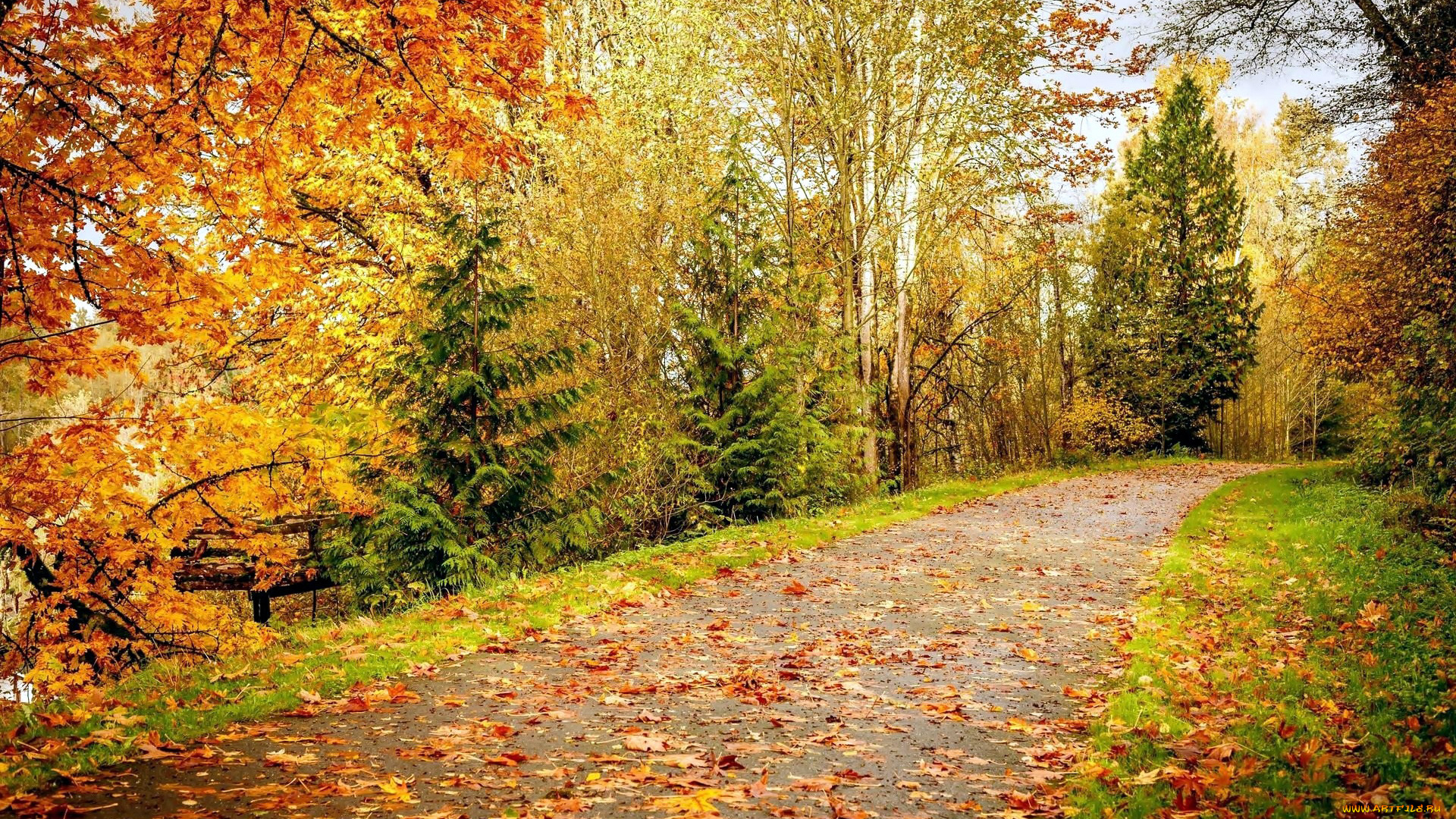 природа, дороги, листопад, осень, аллея