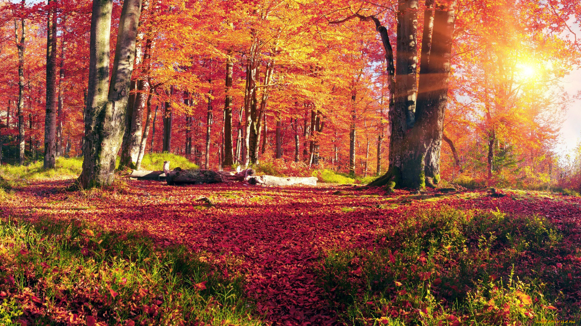 природа, лес, листопад, осень