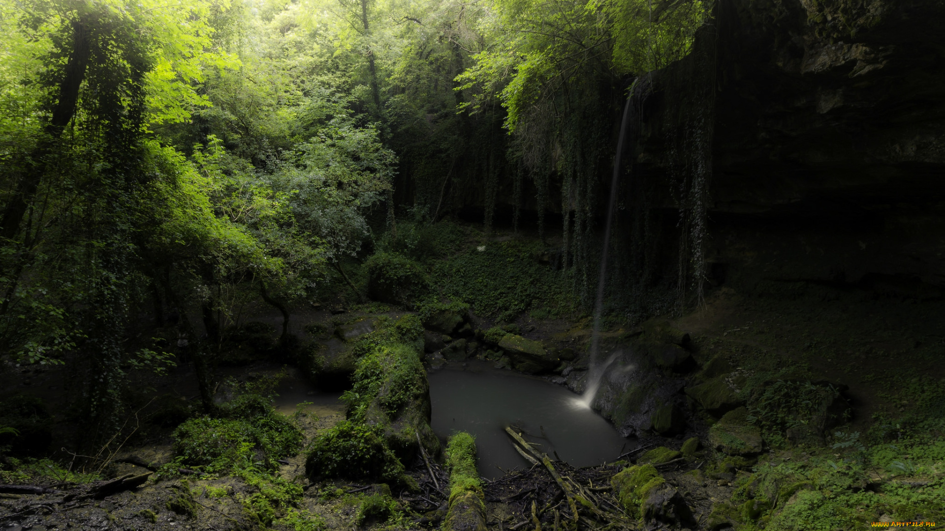 природа, лес, простор