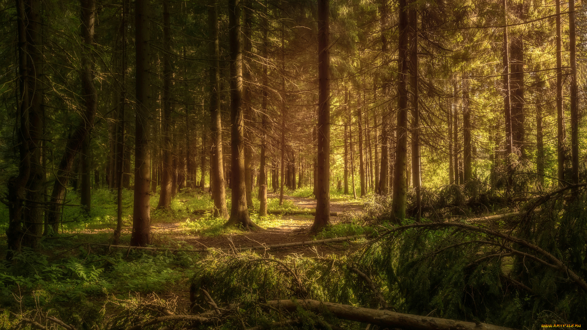 природа, лес, простор