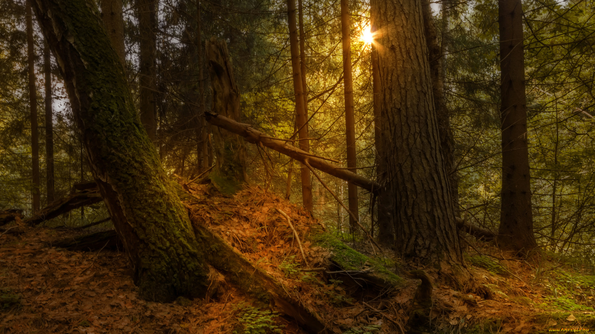 природа, лес, простор