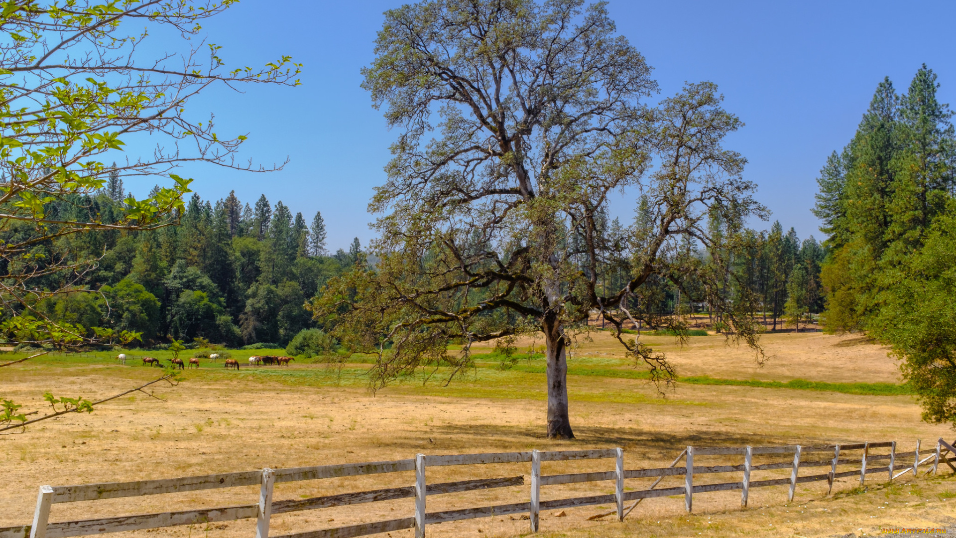 природа, пейзажи, простор