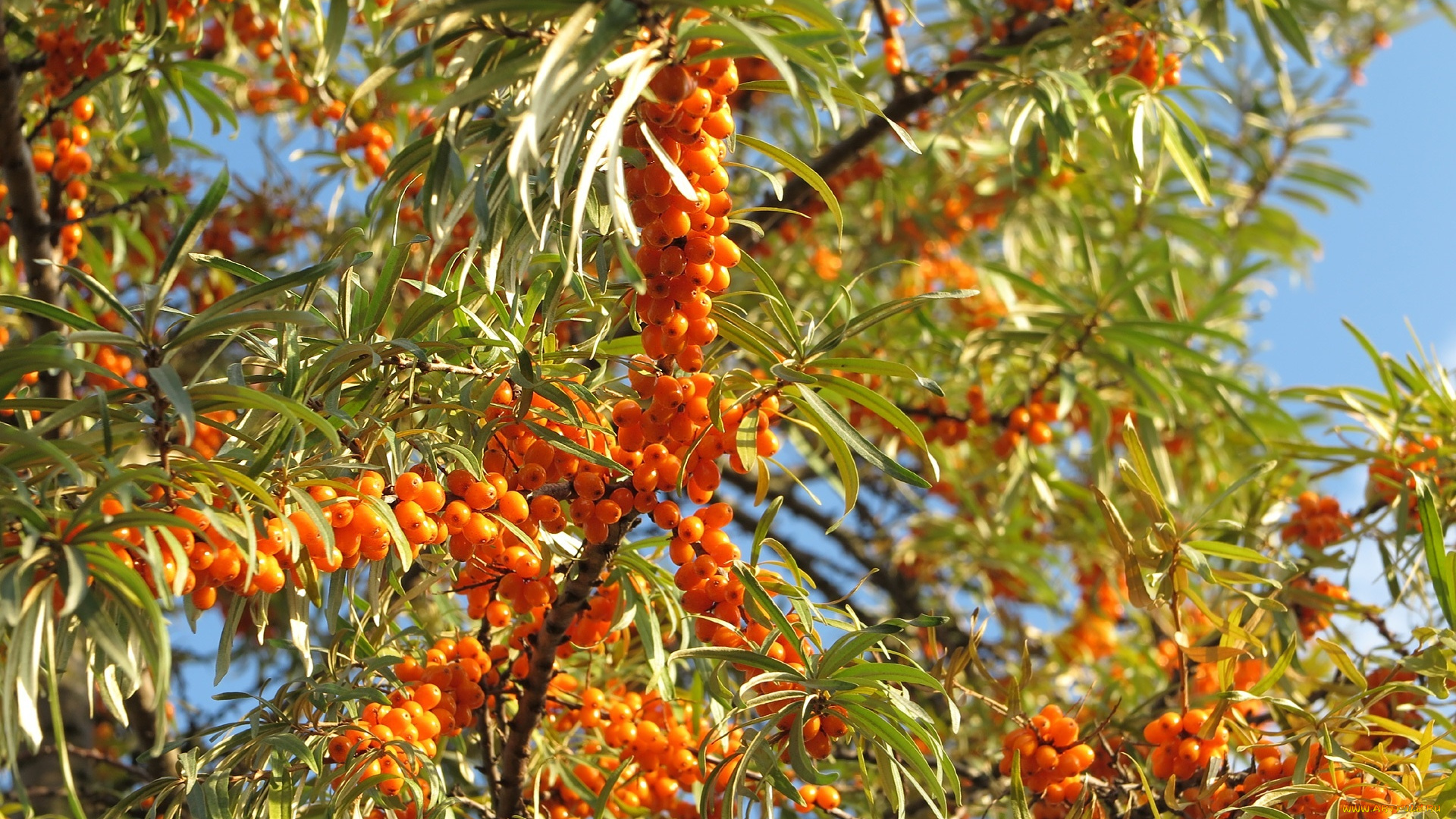 природа, Ягоды, облепиха, ягоды, ветки