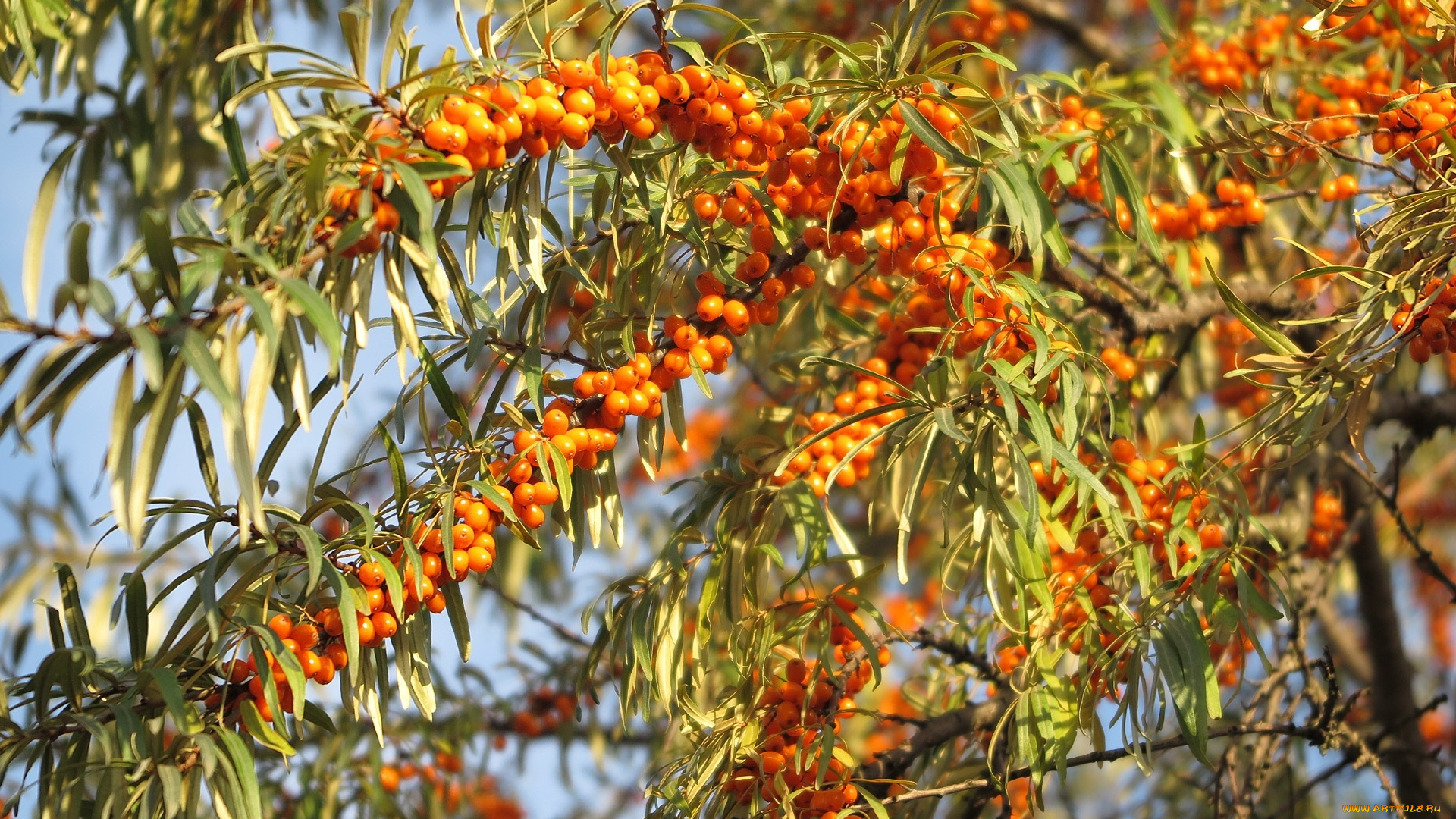 природа, Ягоды, ветки, ягоды, облепиха