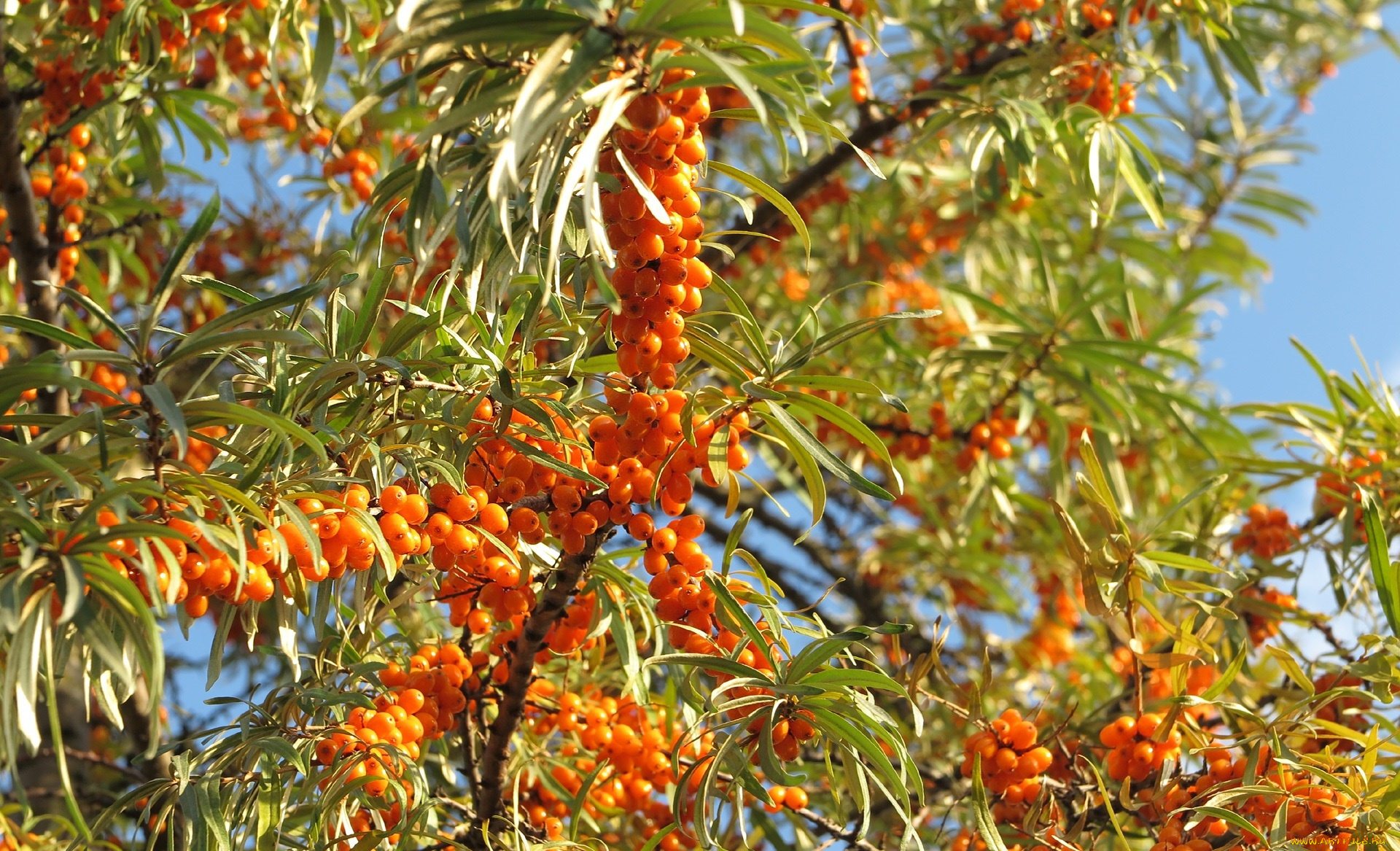 природа, Ягоды, облепиха, ягоды, ветки