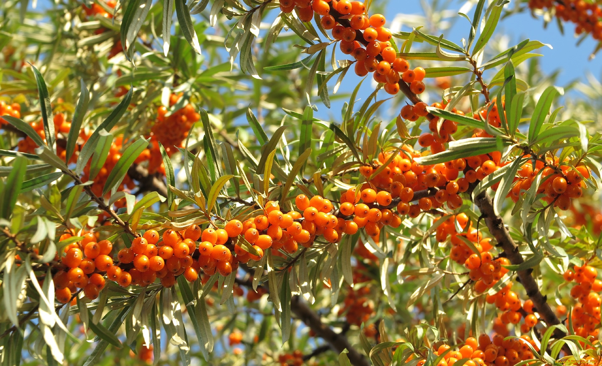 природа, Ягоды, ягоды, облепиха, ветки