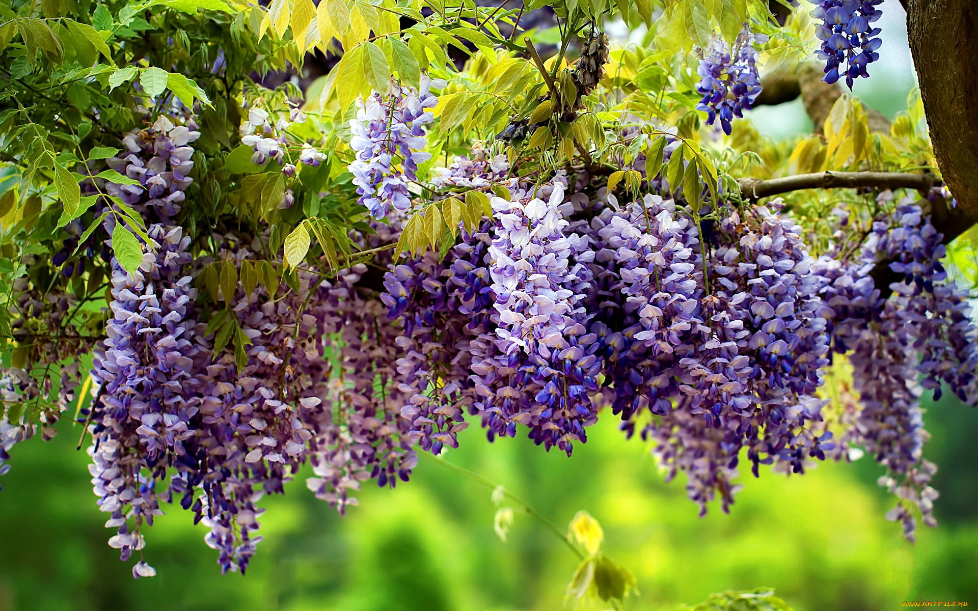 цветы, глициния, вистерия