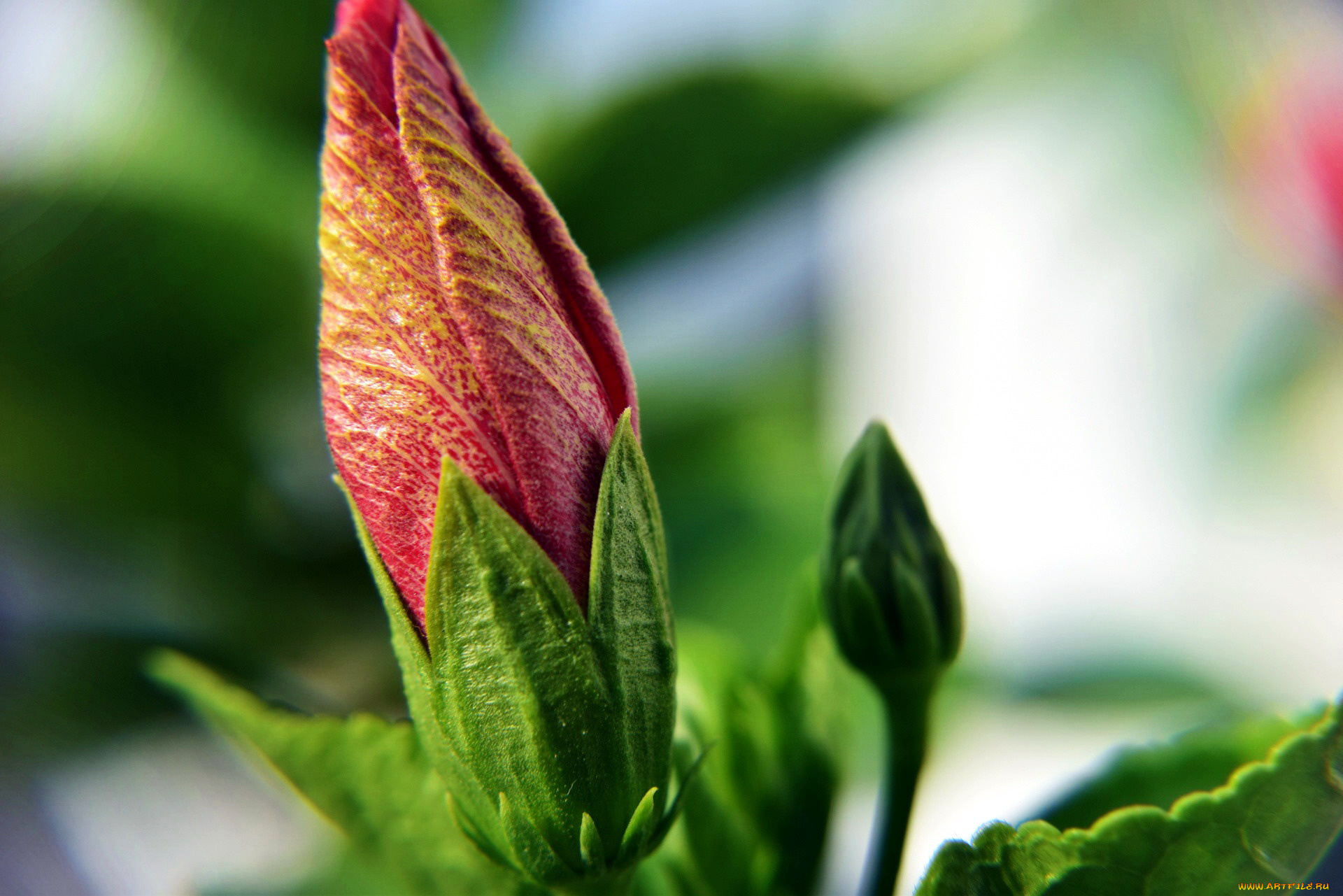 цветы, гибискусы, бутон