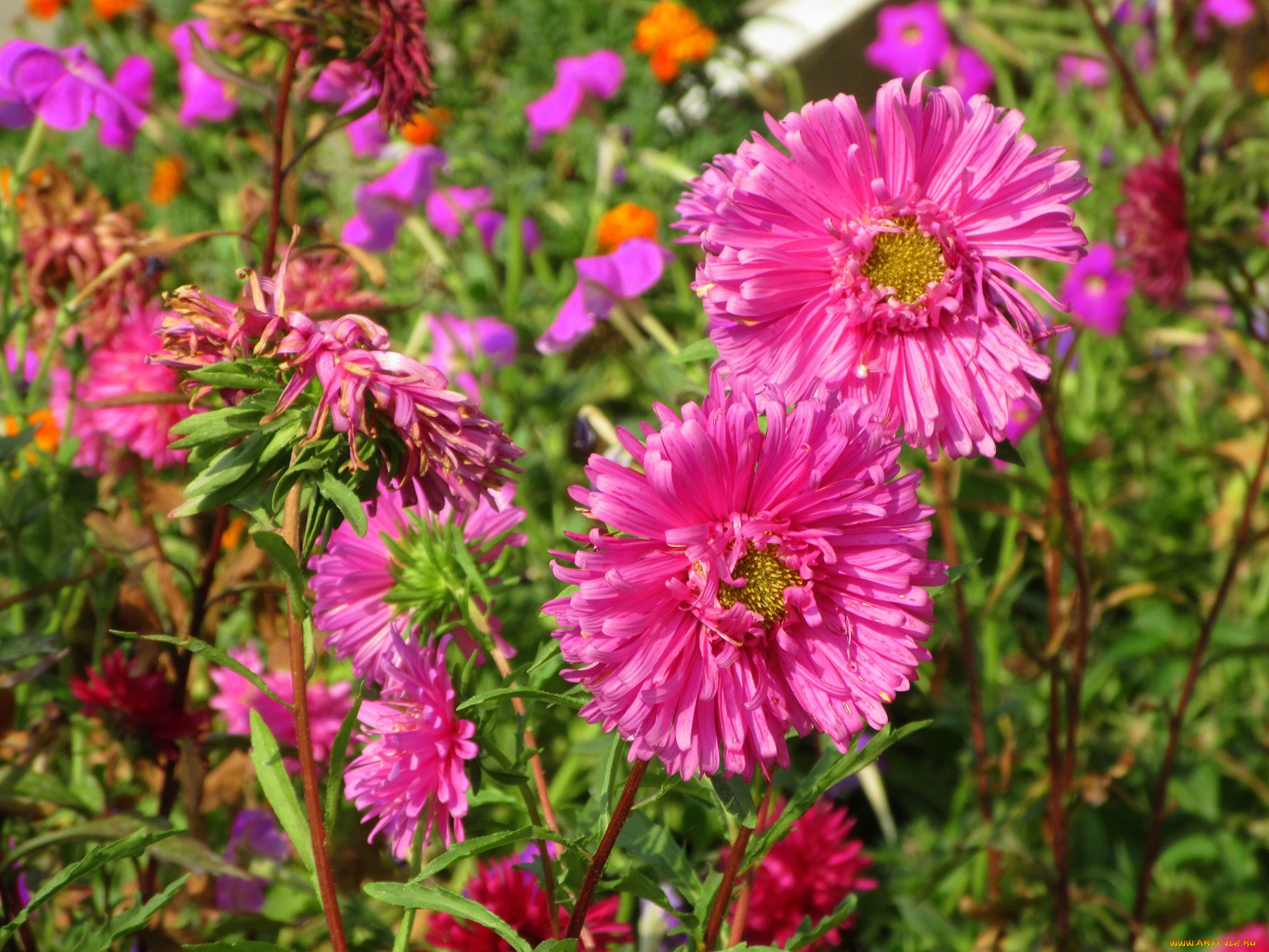 цветы, астры
