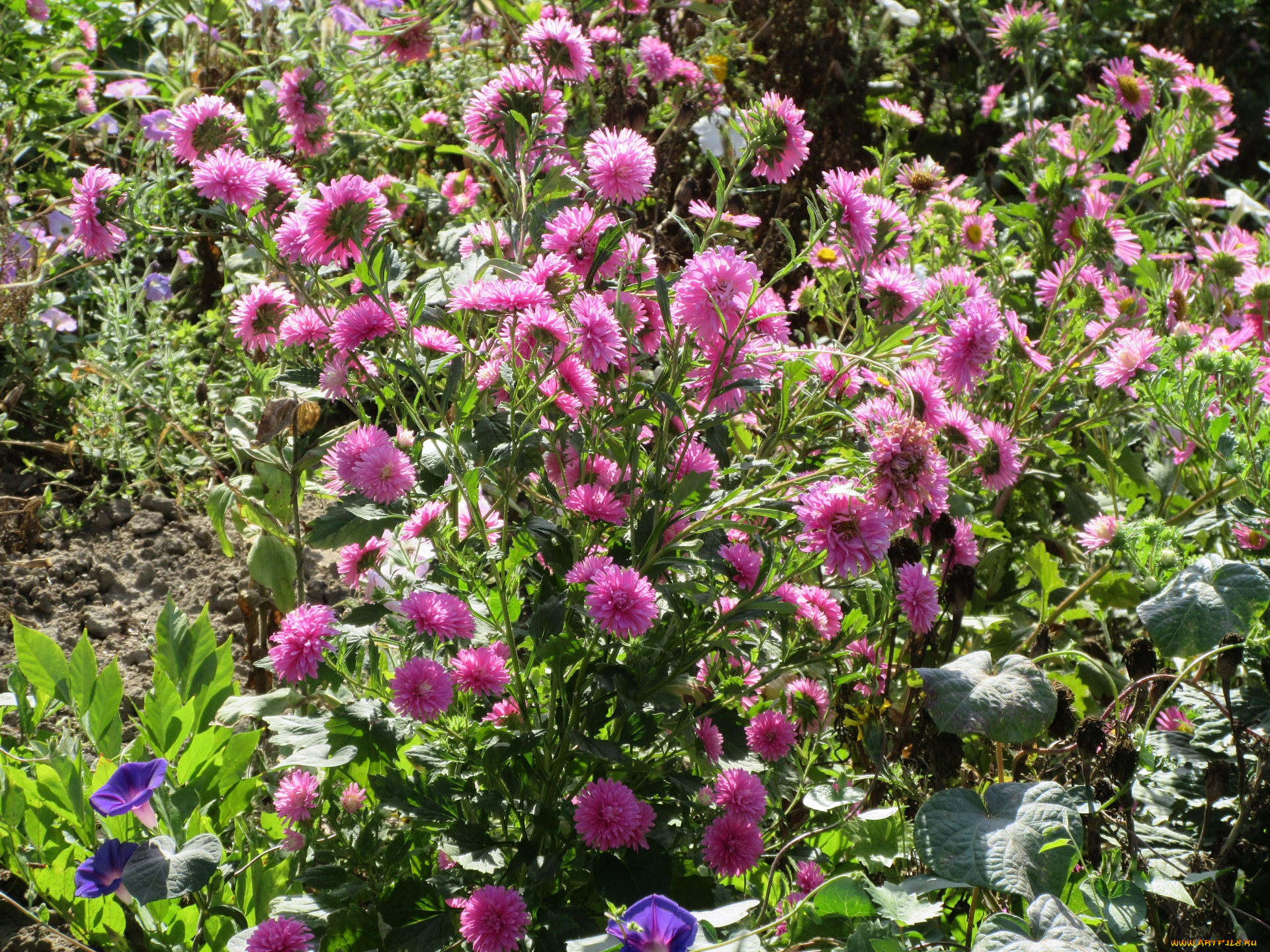 цветы, астры