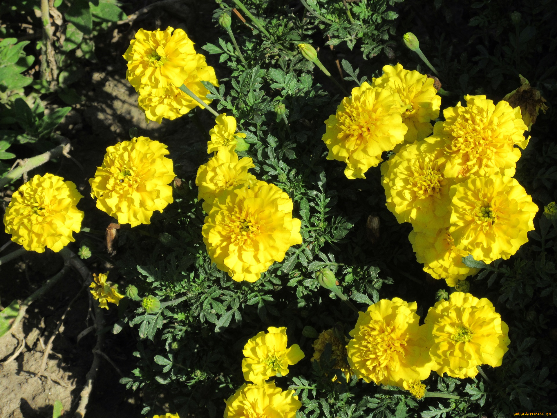 цветы, бархатцы