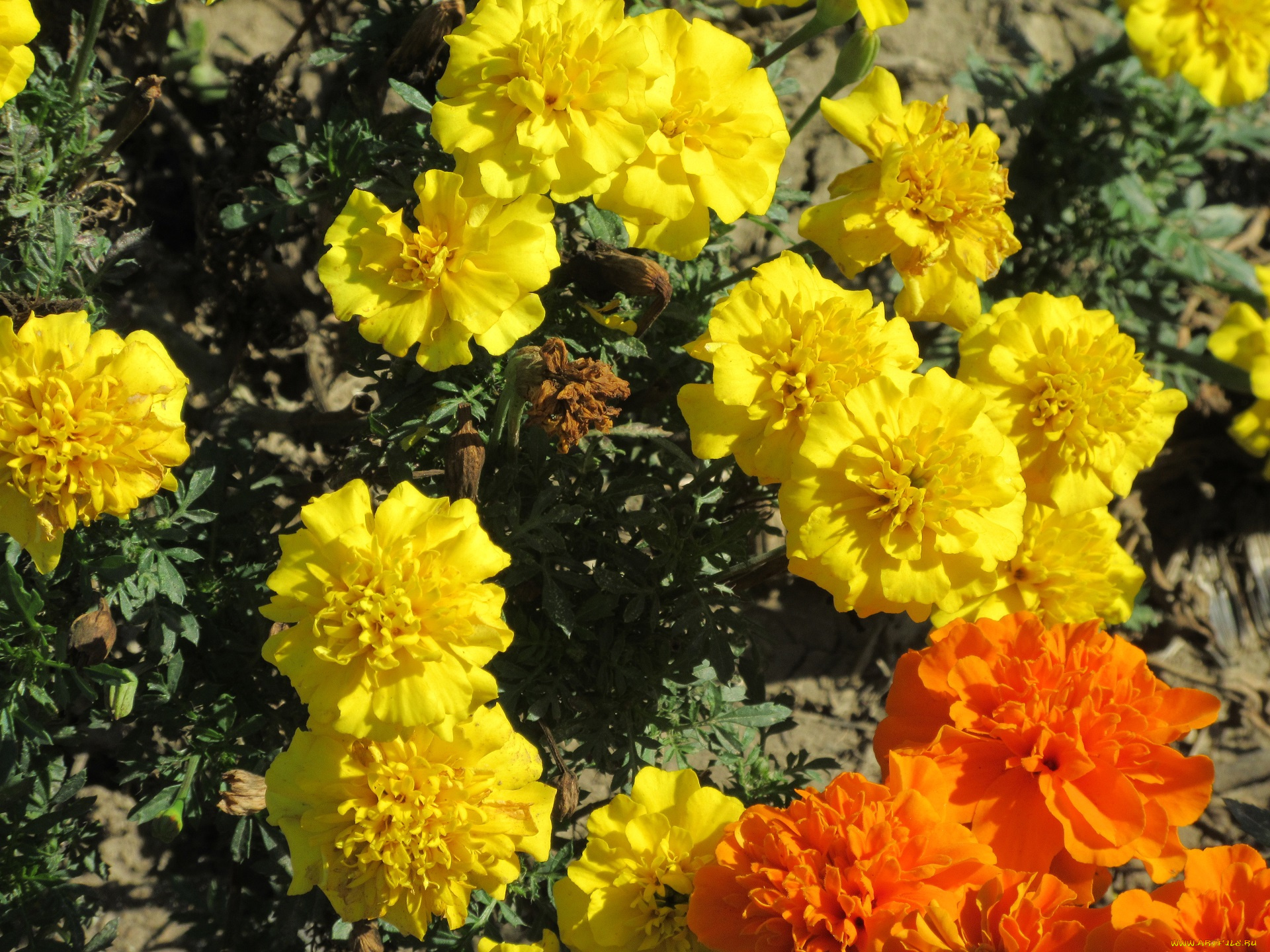 цветы, бархатцы