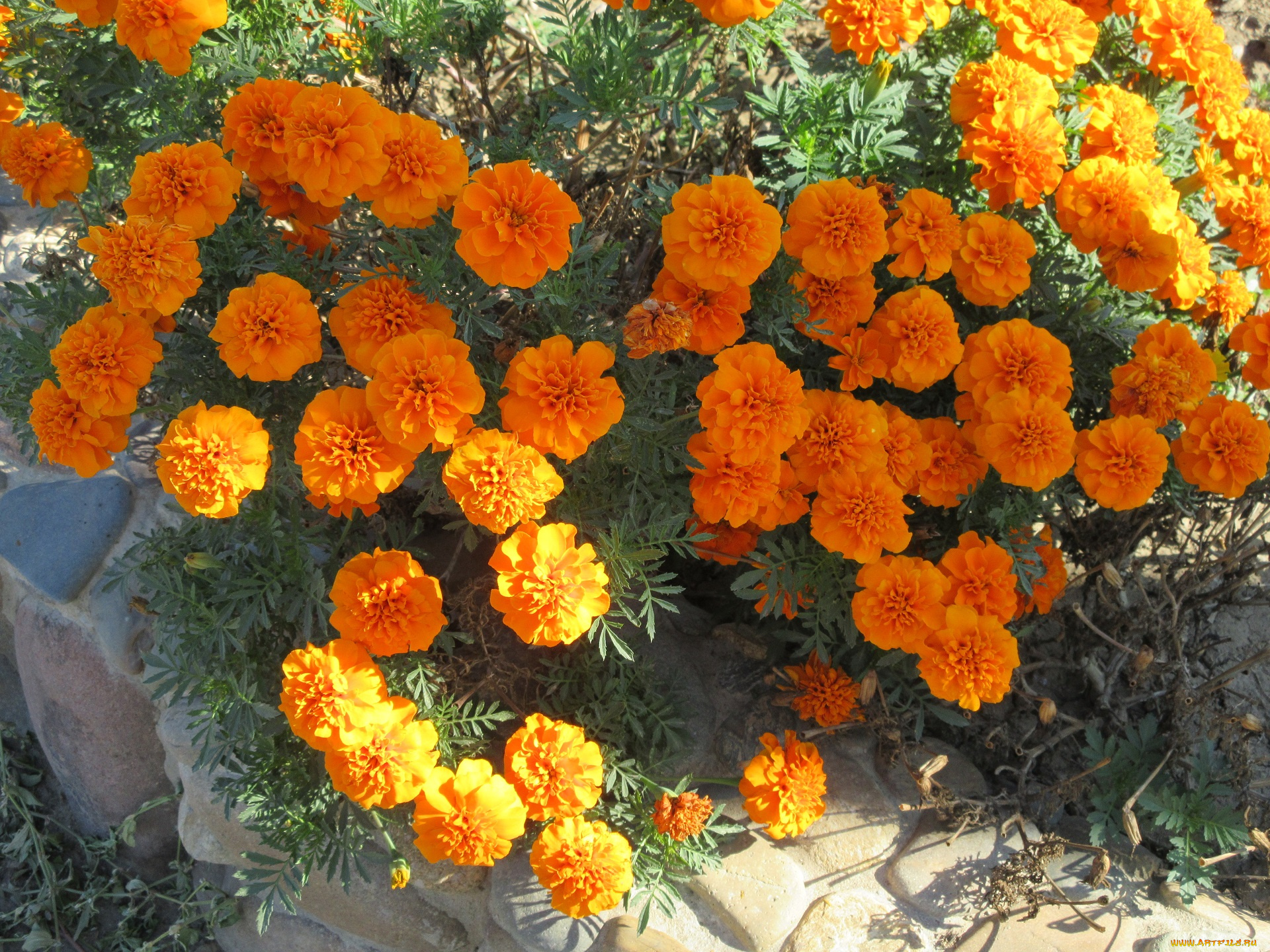 цветы, бархатцы