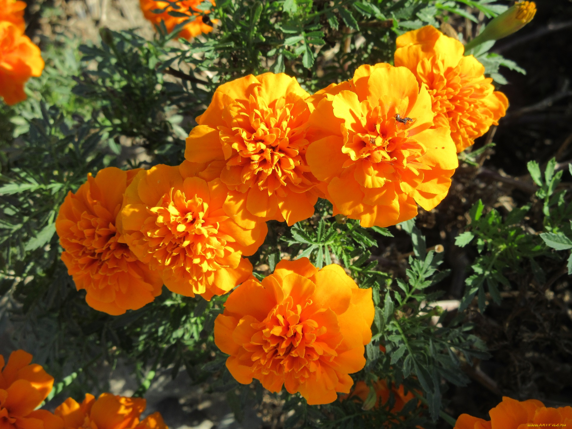цветы, бархатцы