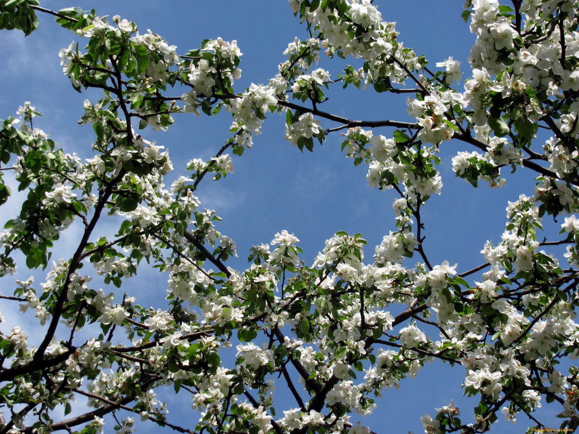 цветы, цветущие, деревья, , , кустарники, весна