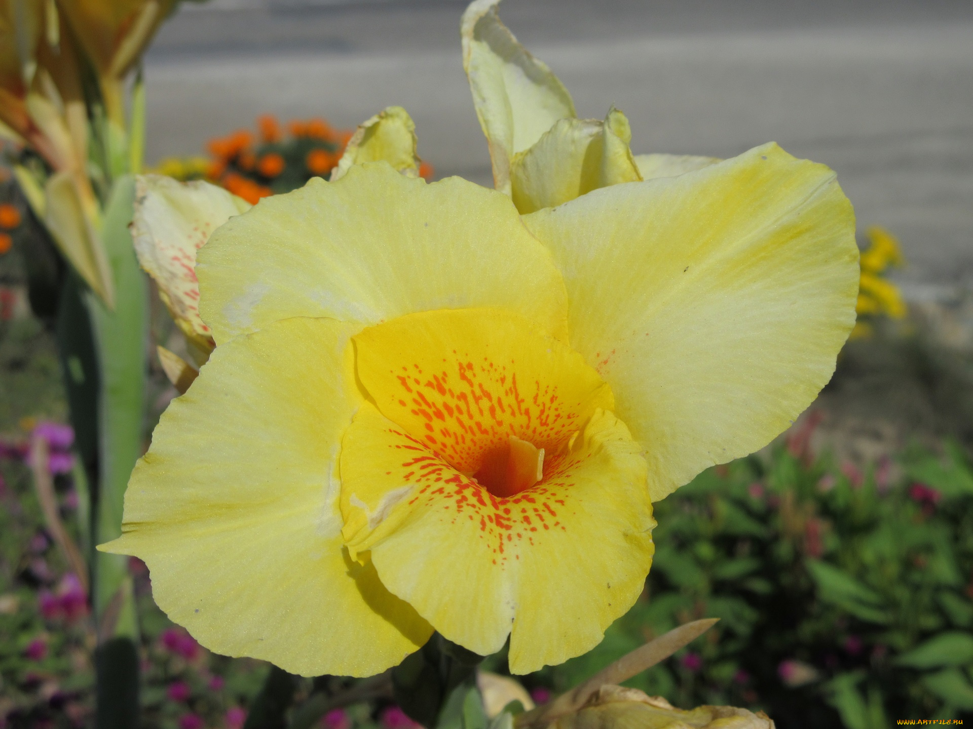 цветы, гладиолусы, жёлтый, камыш