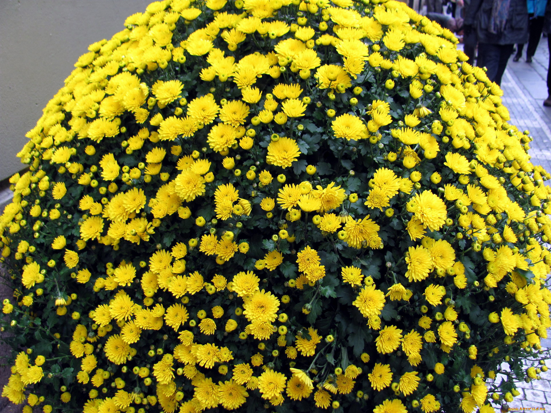 цветы, хризантемы, желтый