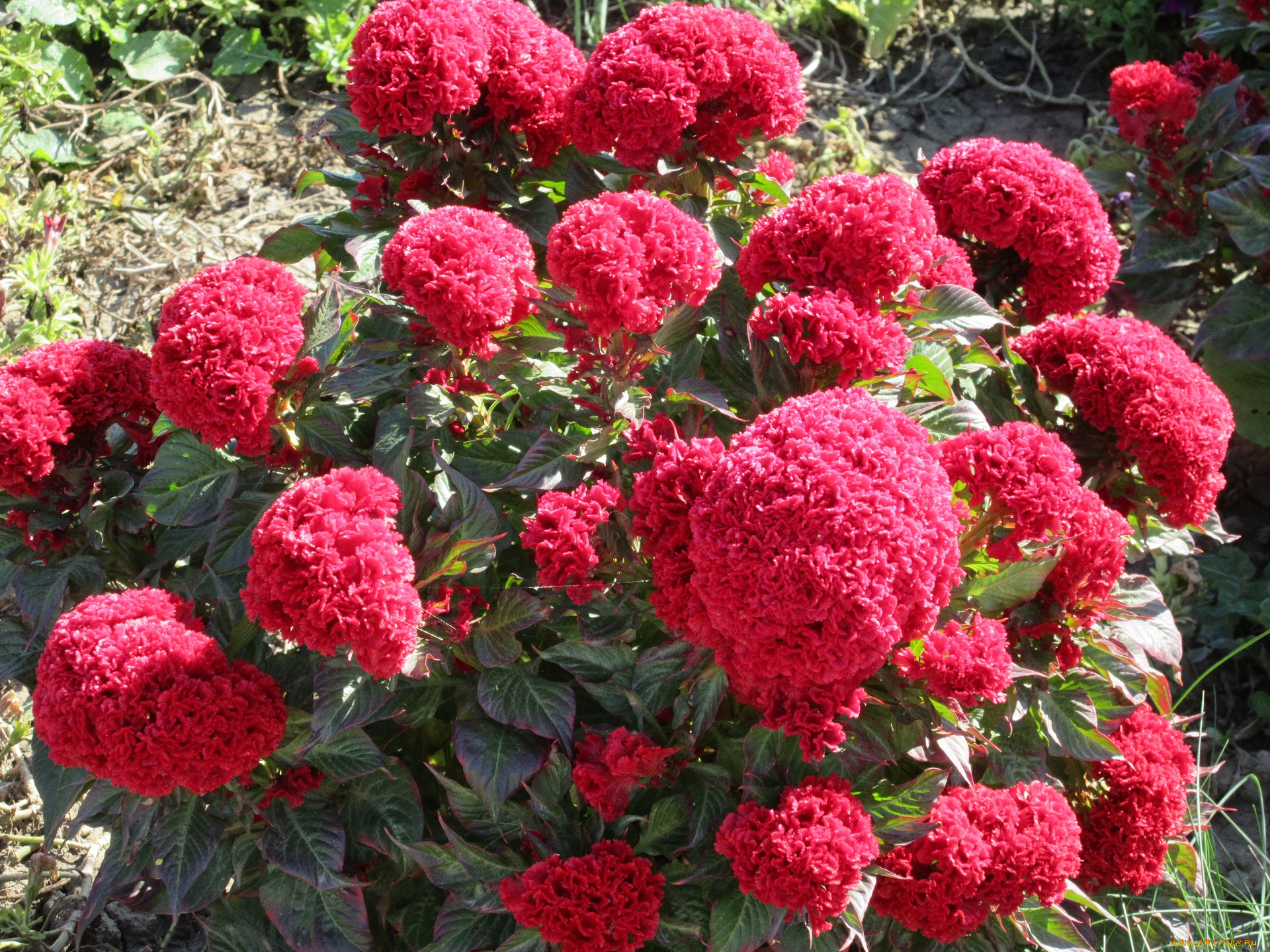 цветы, красные