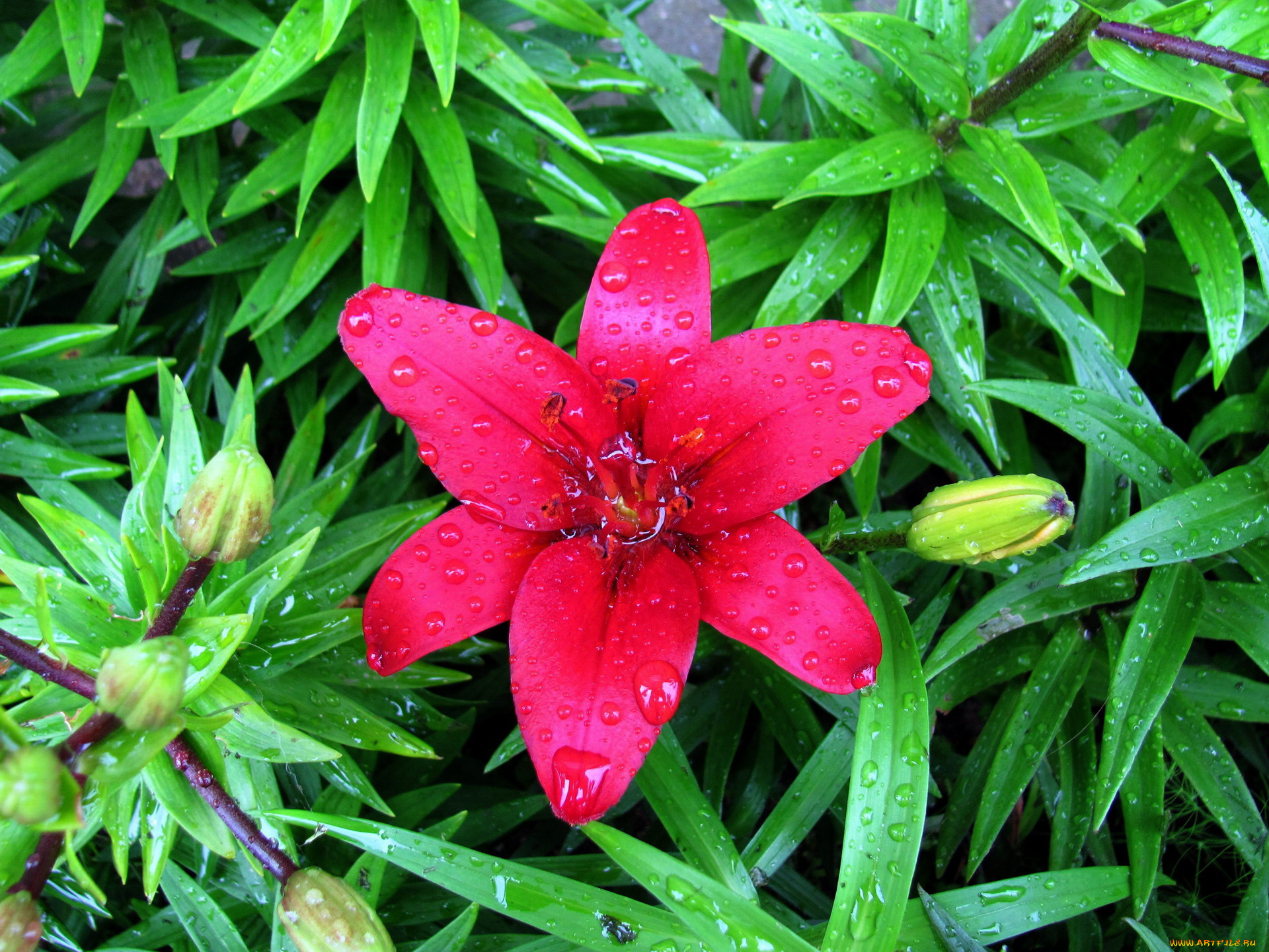 цветы, лилии, , лилейники, алый