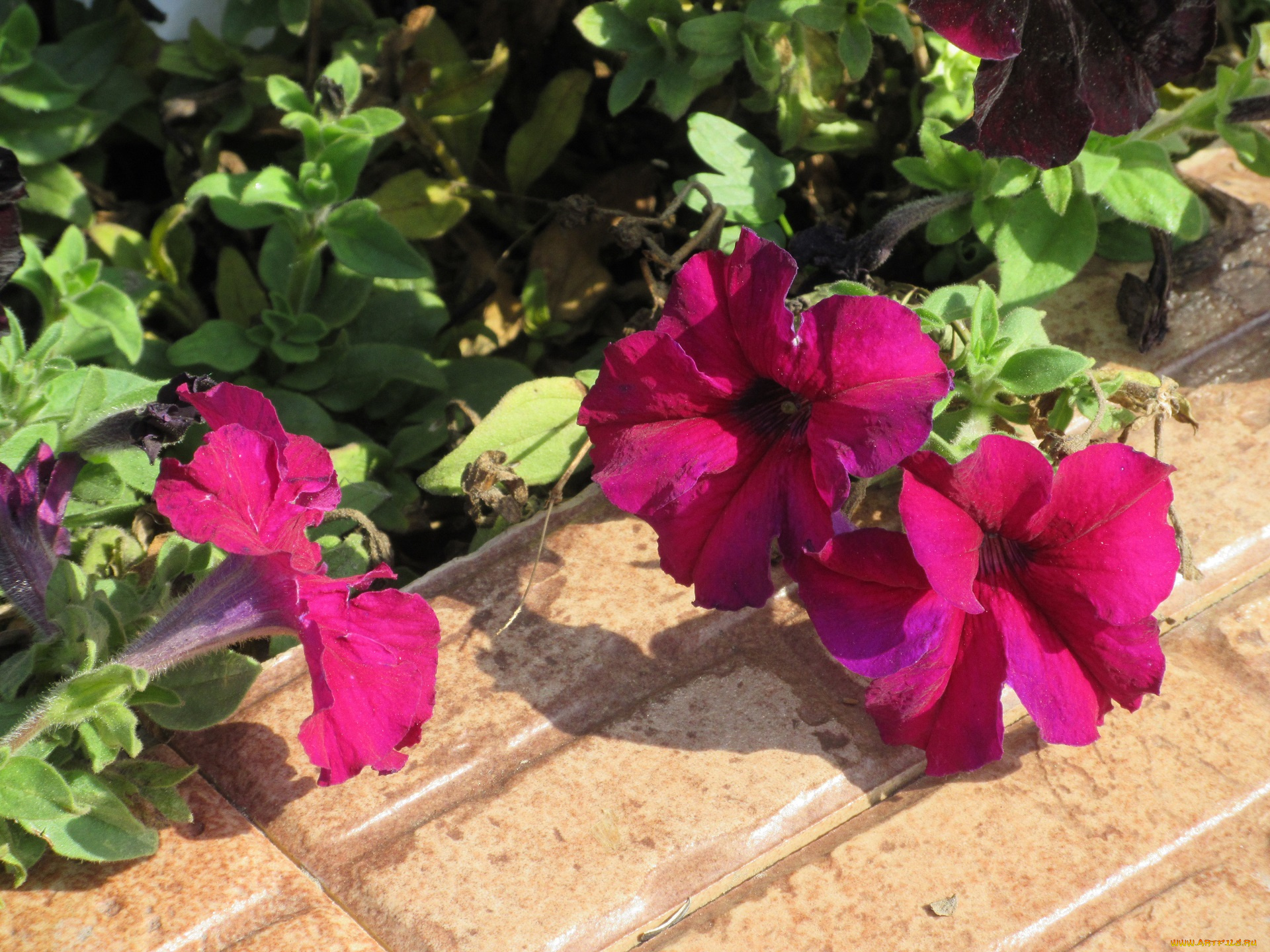 цветы, петунии, , калибрахоа