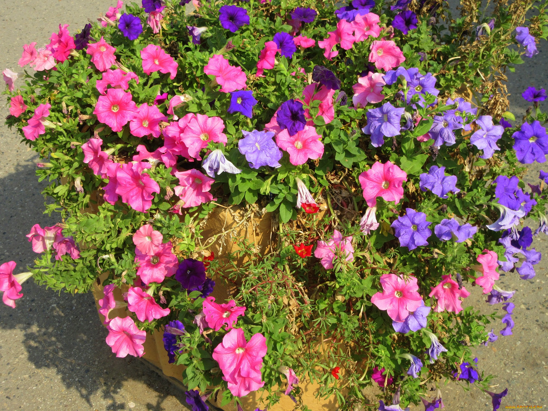 цветы, петунии, , калибрахоа