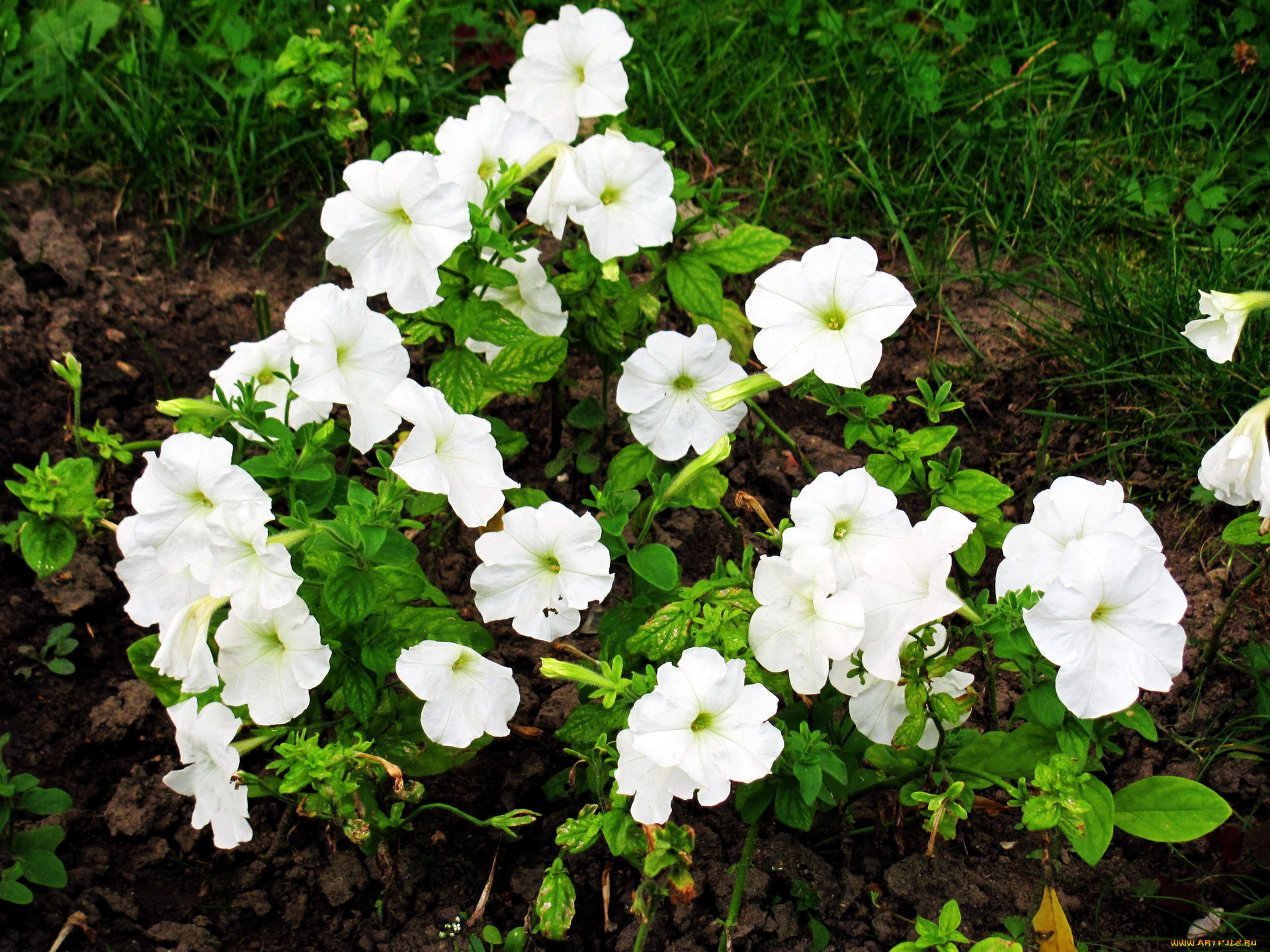 цветы, петунии, , калибрахоа, белый