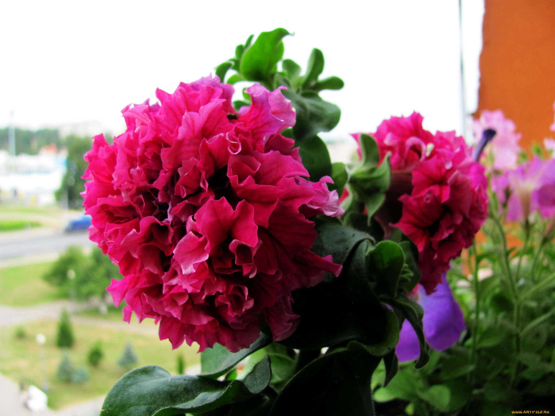 цветы, петунии, , калибрахоа, макро