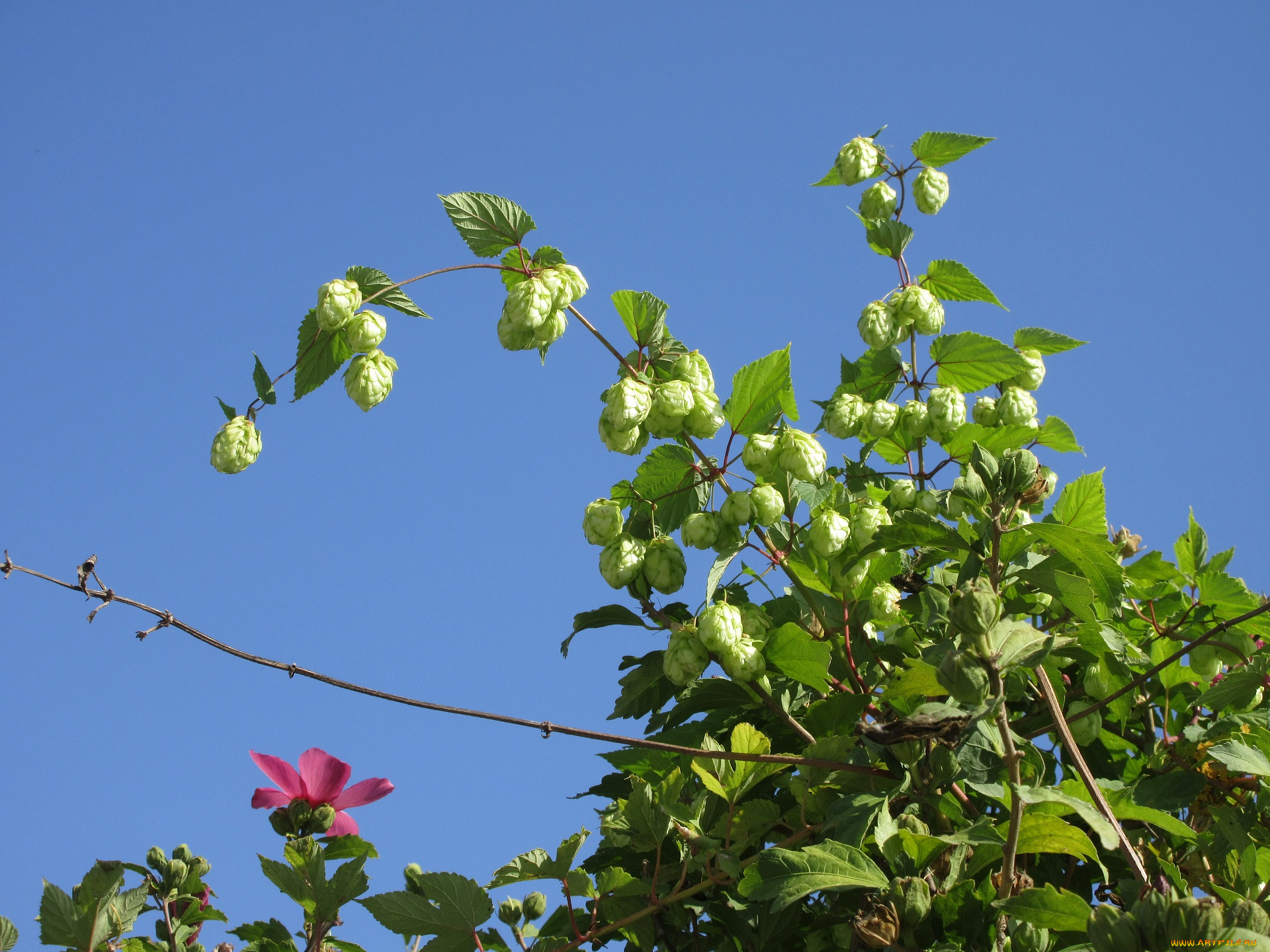 цветы, разные, вместе, хмель