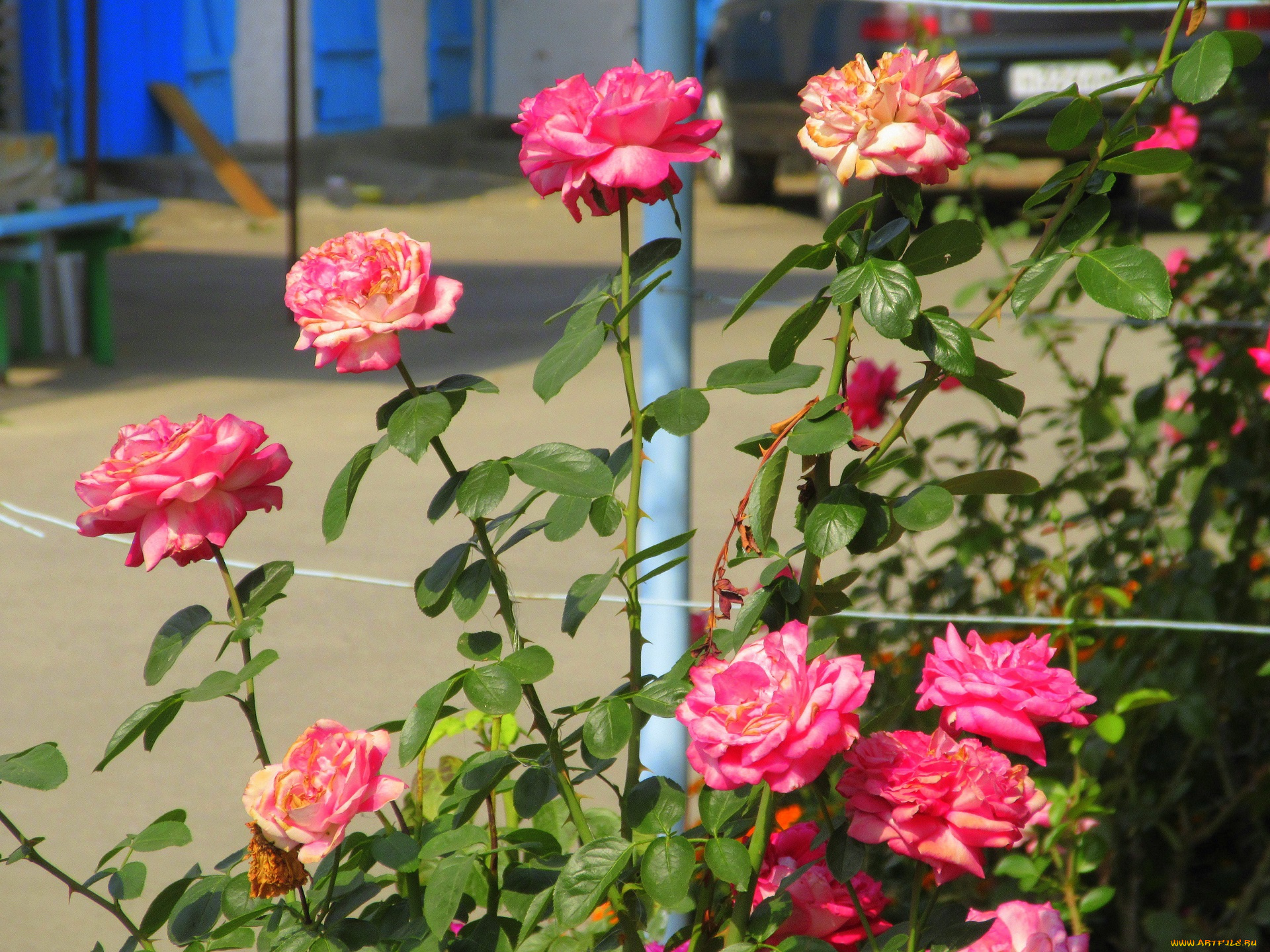 цветы, розы