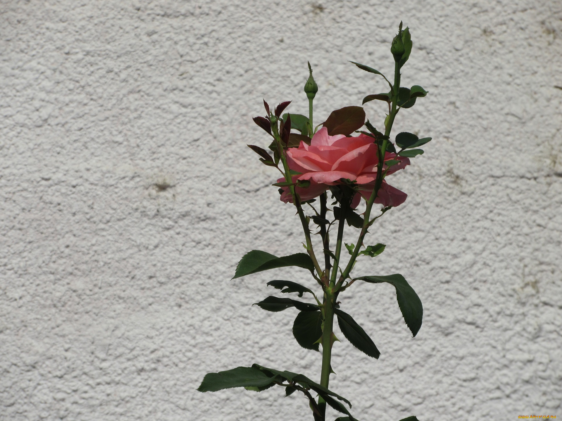 цветы, розы, роза