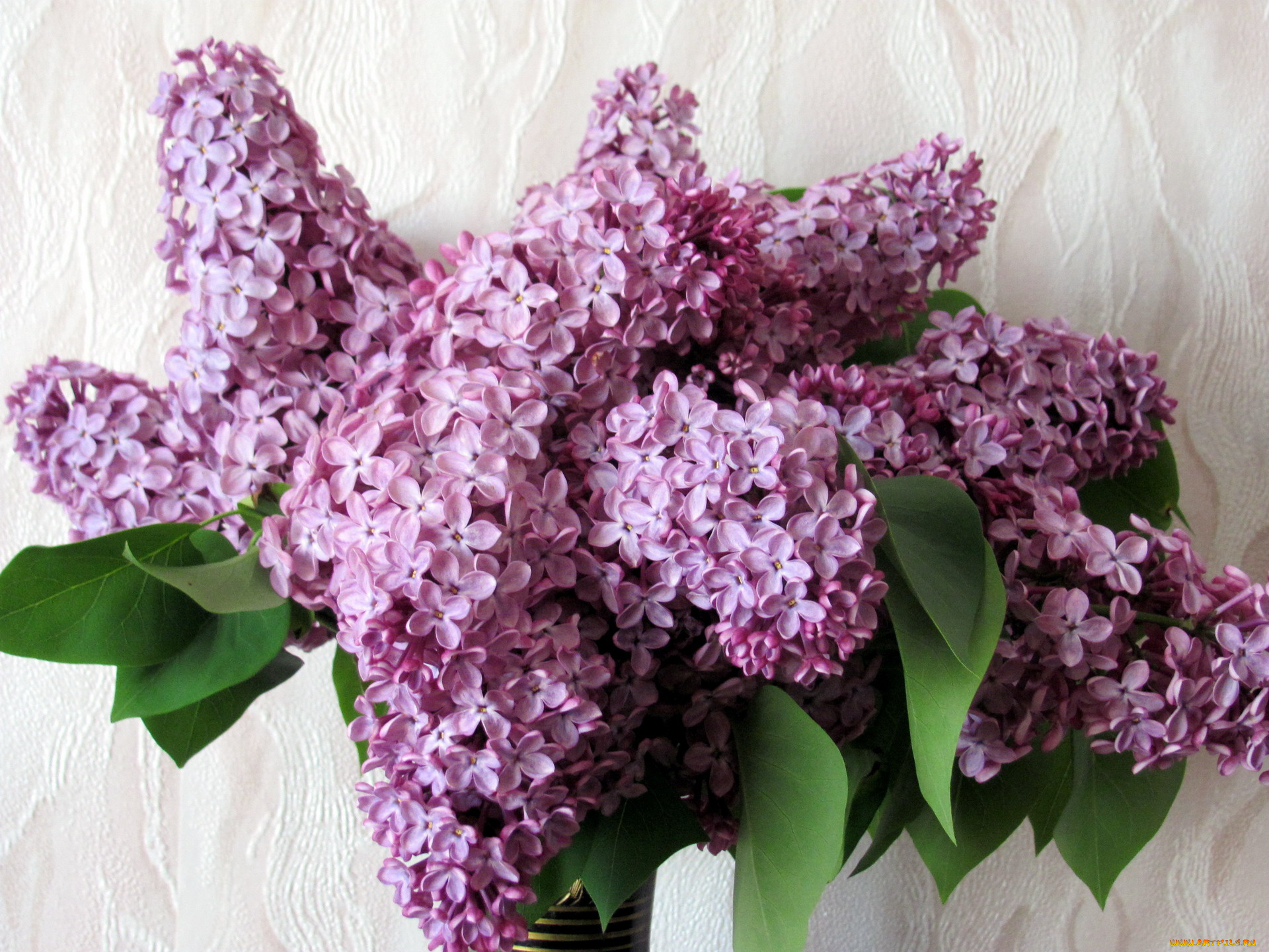 цветы, сирень, букет