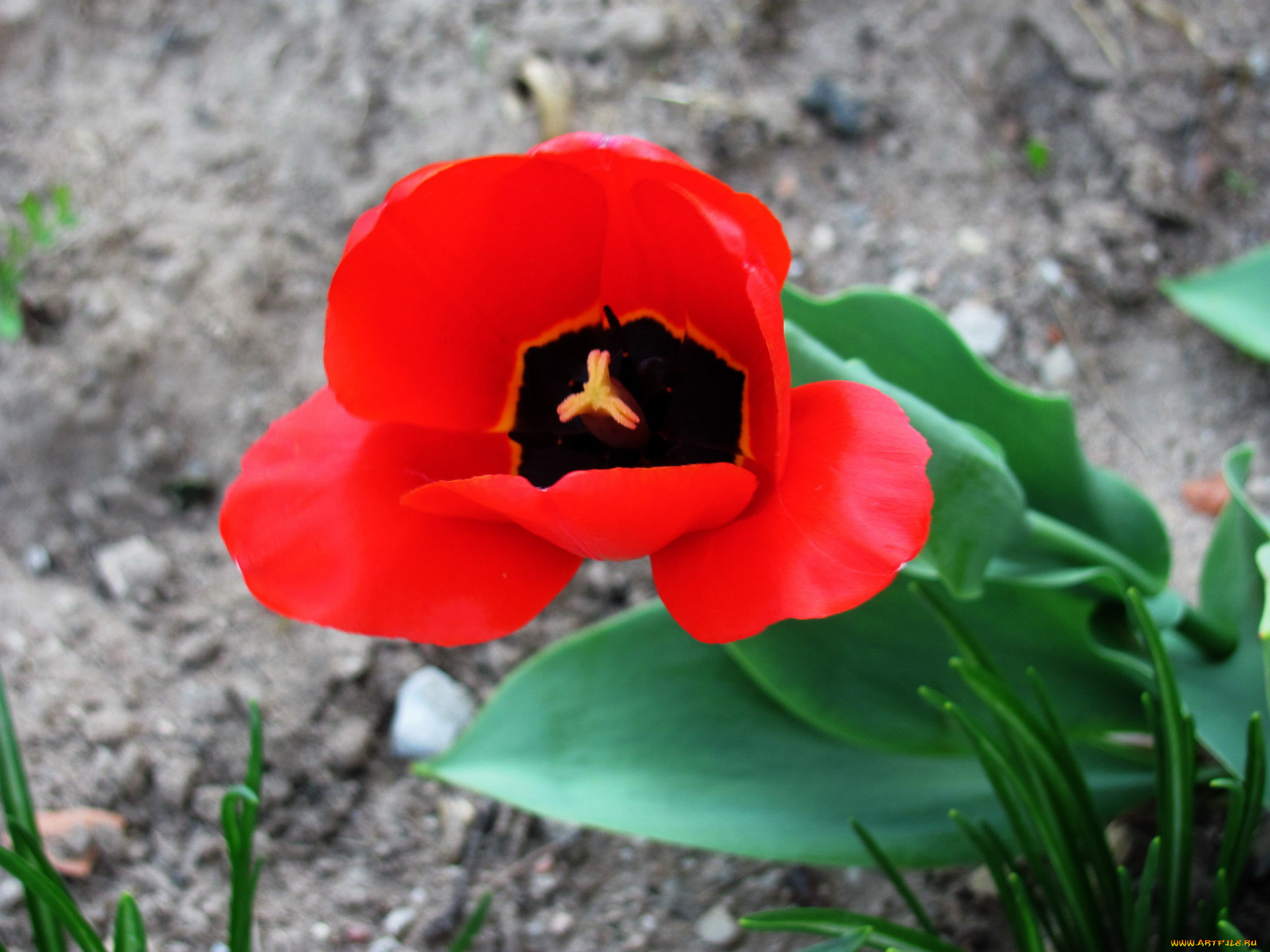 цветы, тюльпаны, макро