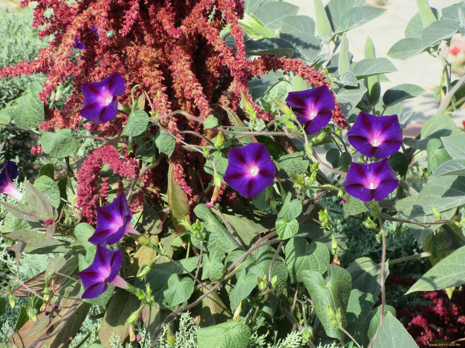 цветы, вьюнки, , ипомеи, вьюнок