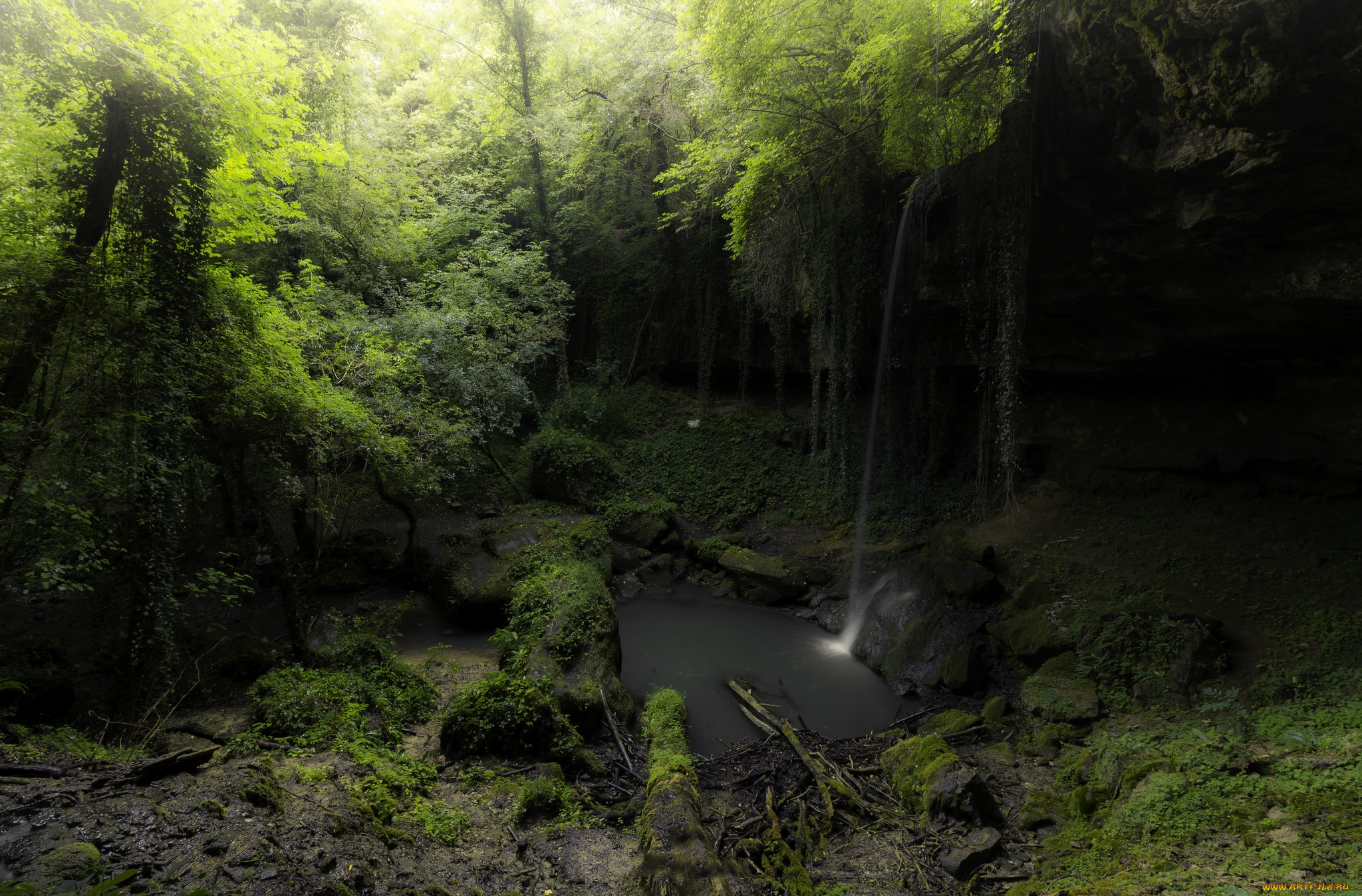 природа, лес, простор