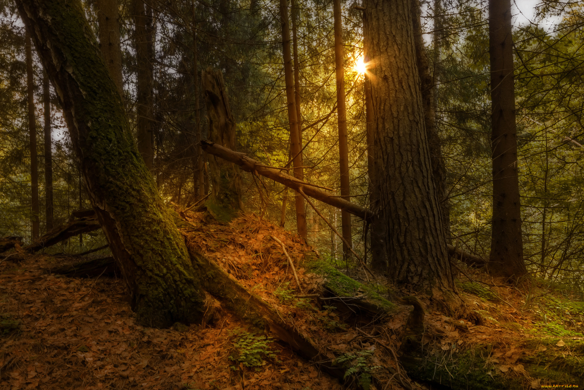 природа, лес, простор