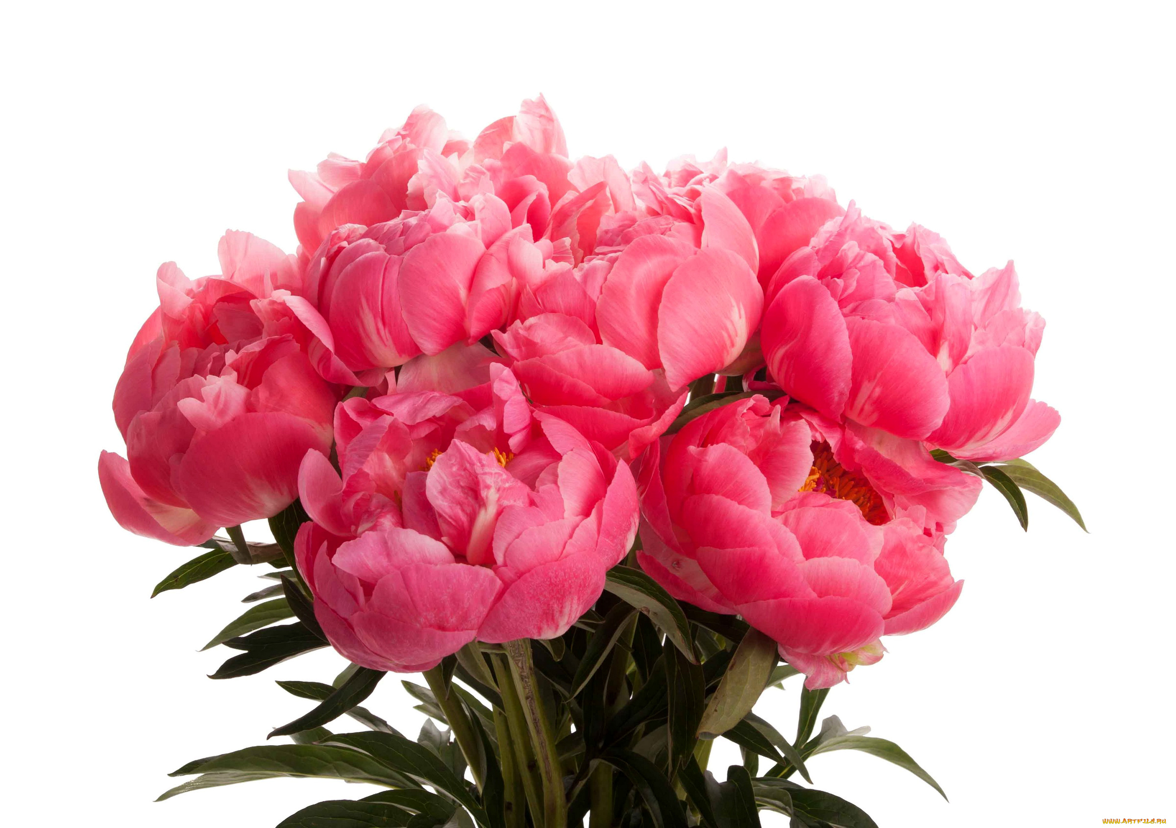 пионы, цветы, букет