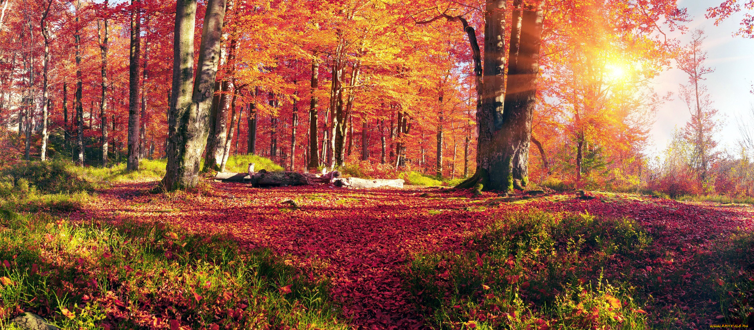 природа, лес, листопад, осень