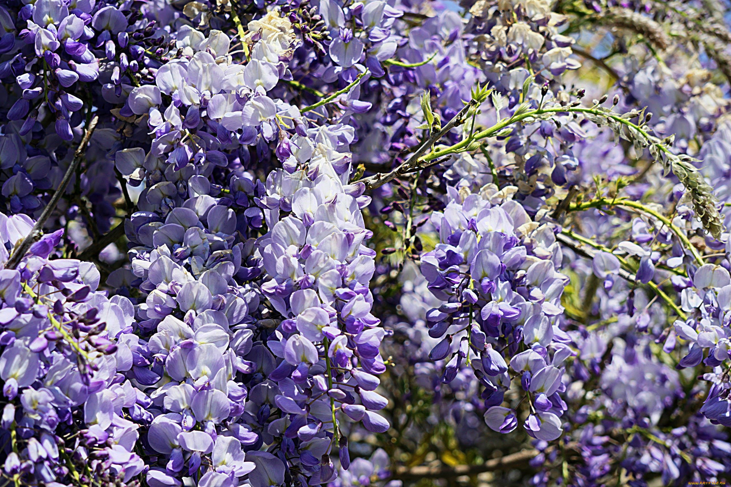 цветы, глициния, вистерия